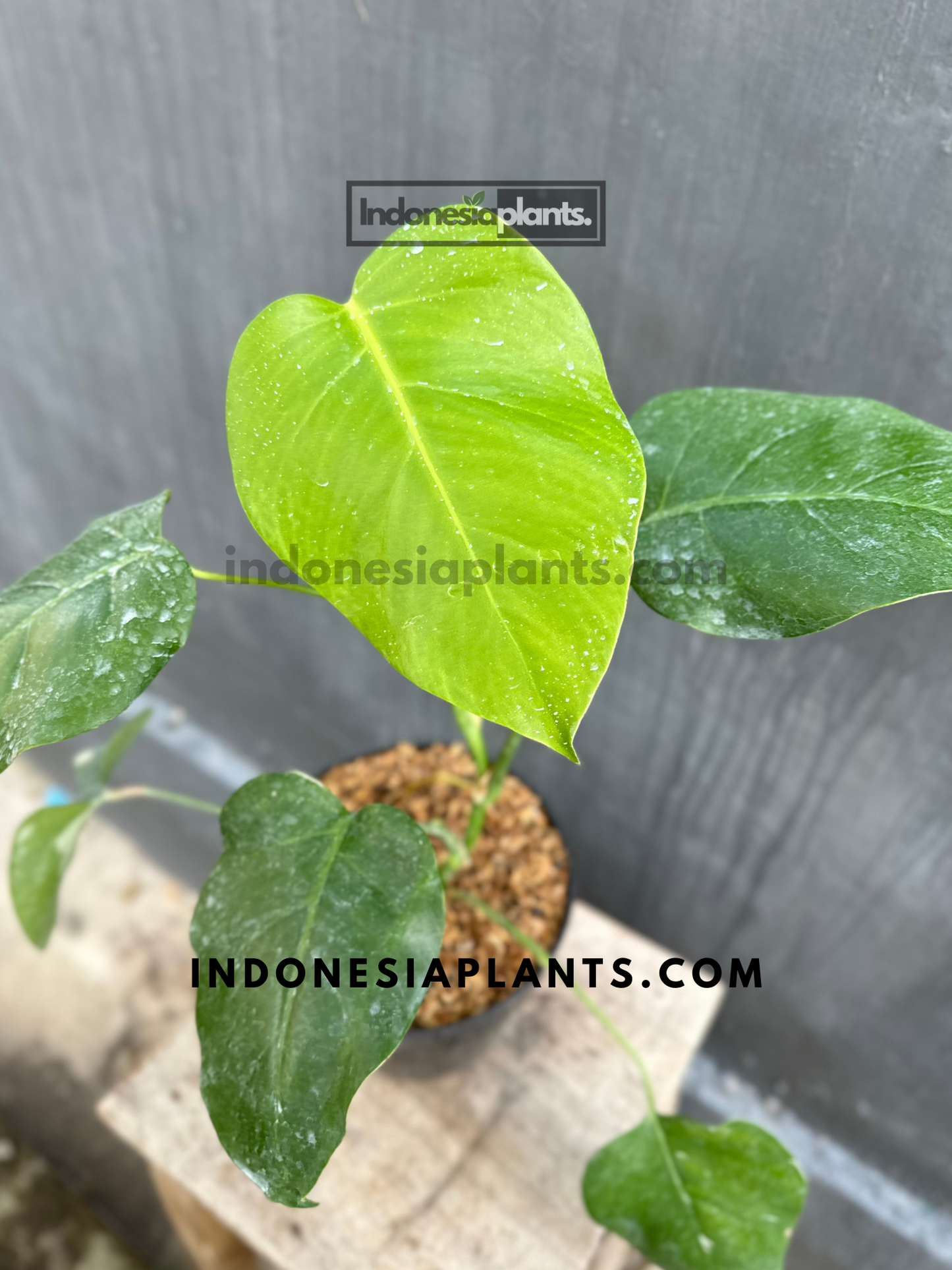 Monstera Deliciosa Non-Fenestrated held by hands, displaying its bold and vibrant foliage.