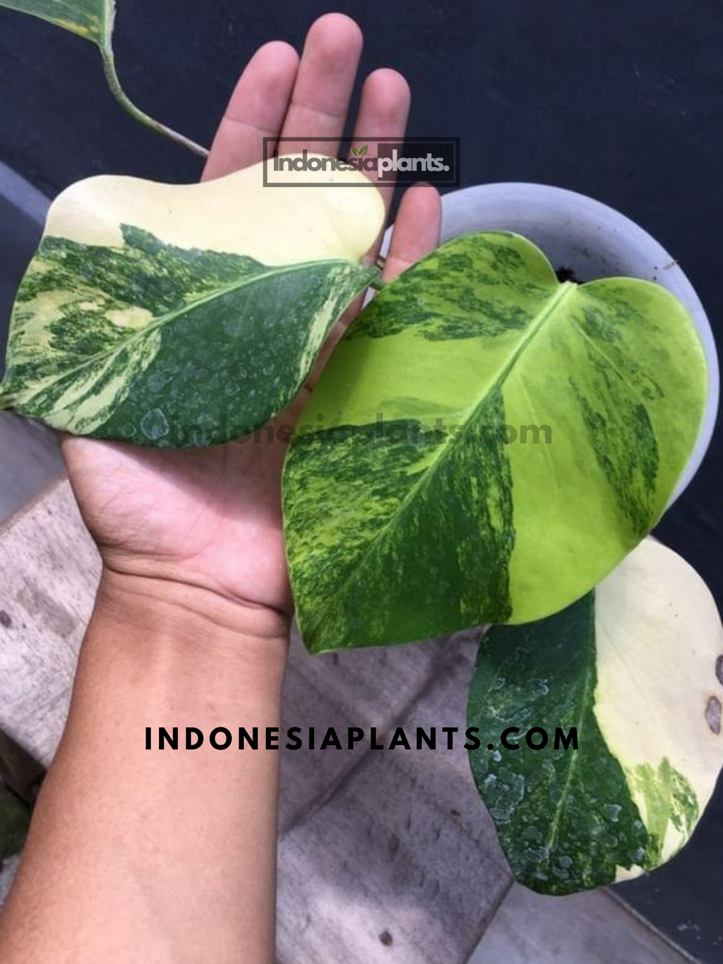 Monstera Marmorata Yellow Variegated