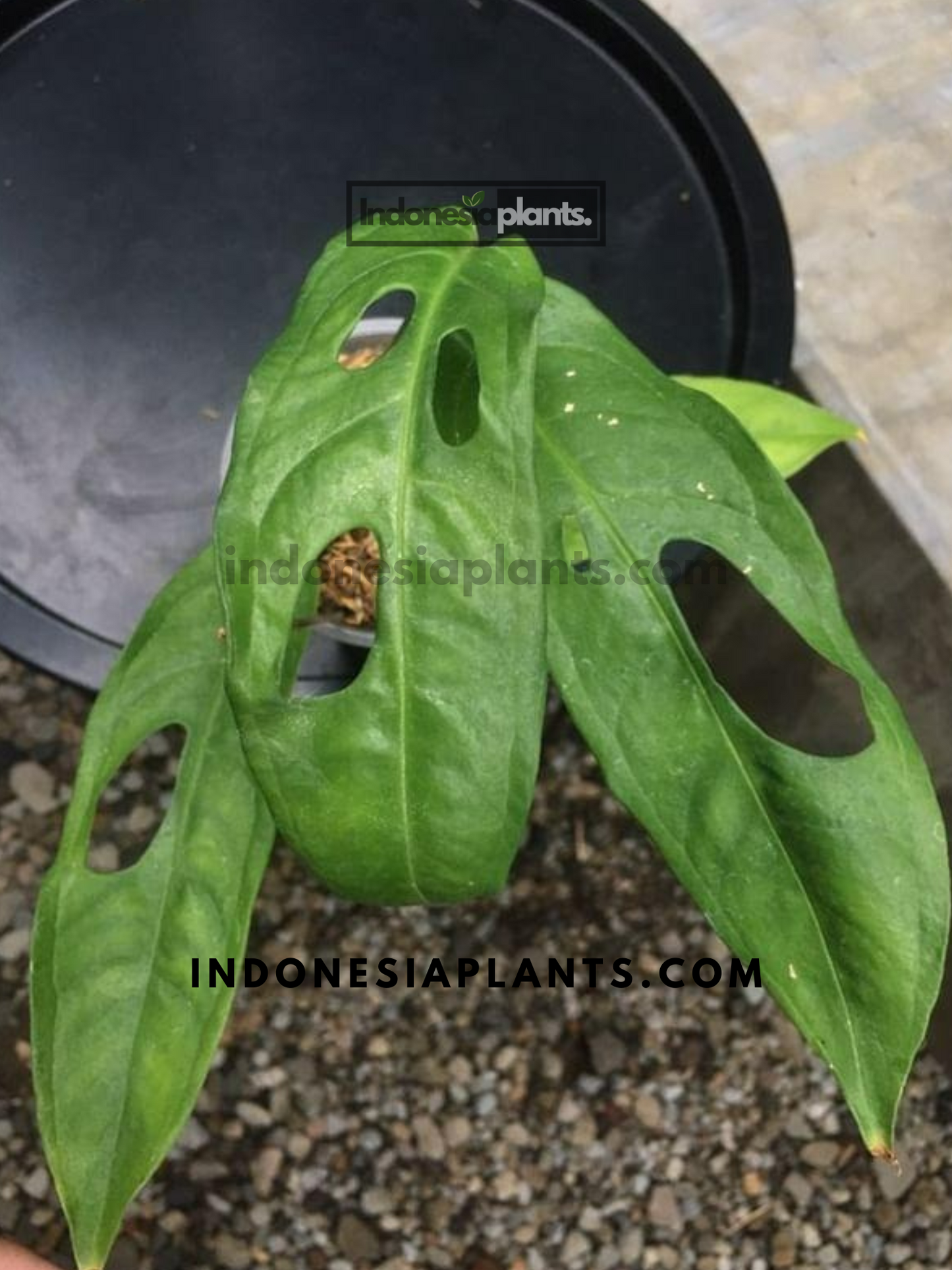 Monstera Obliqua Amazonas