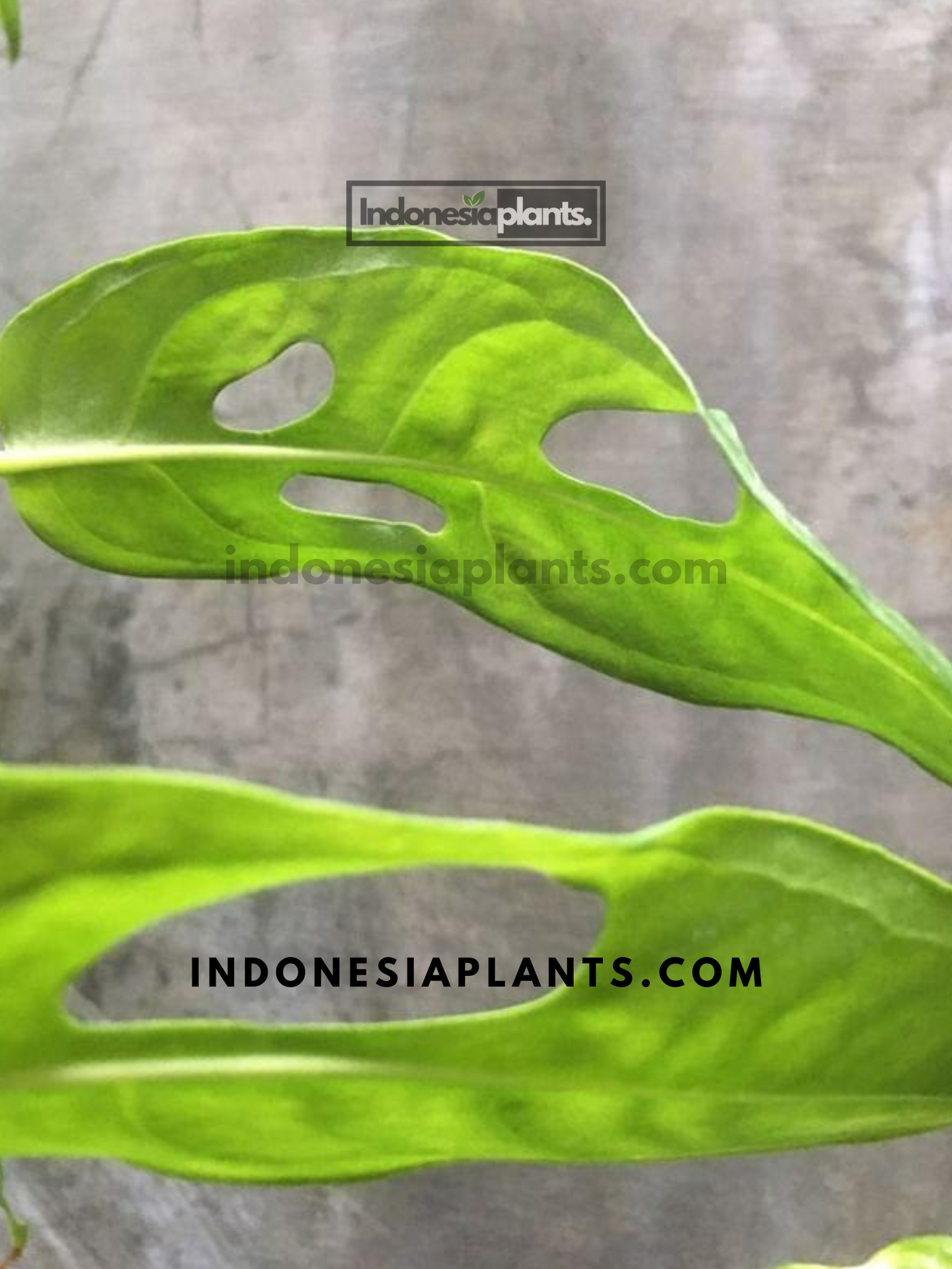 Monstera Obliqua Amazonas