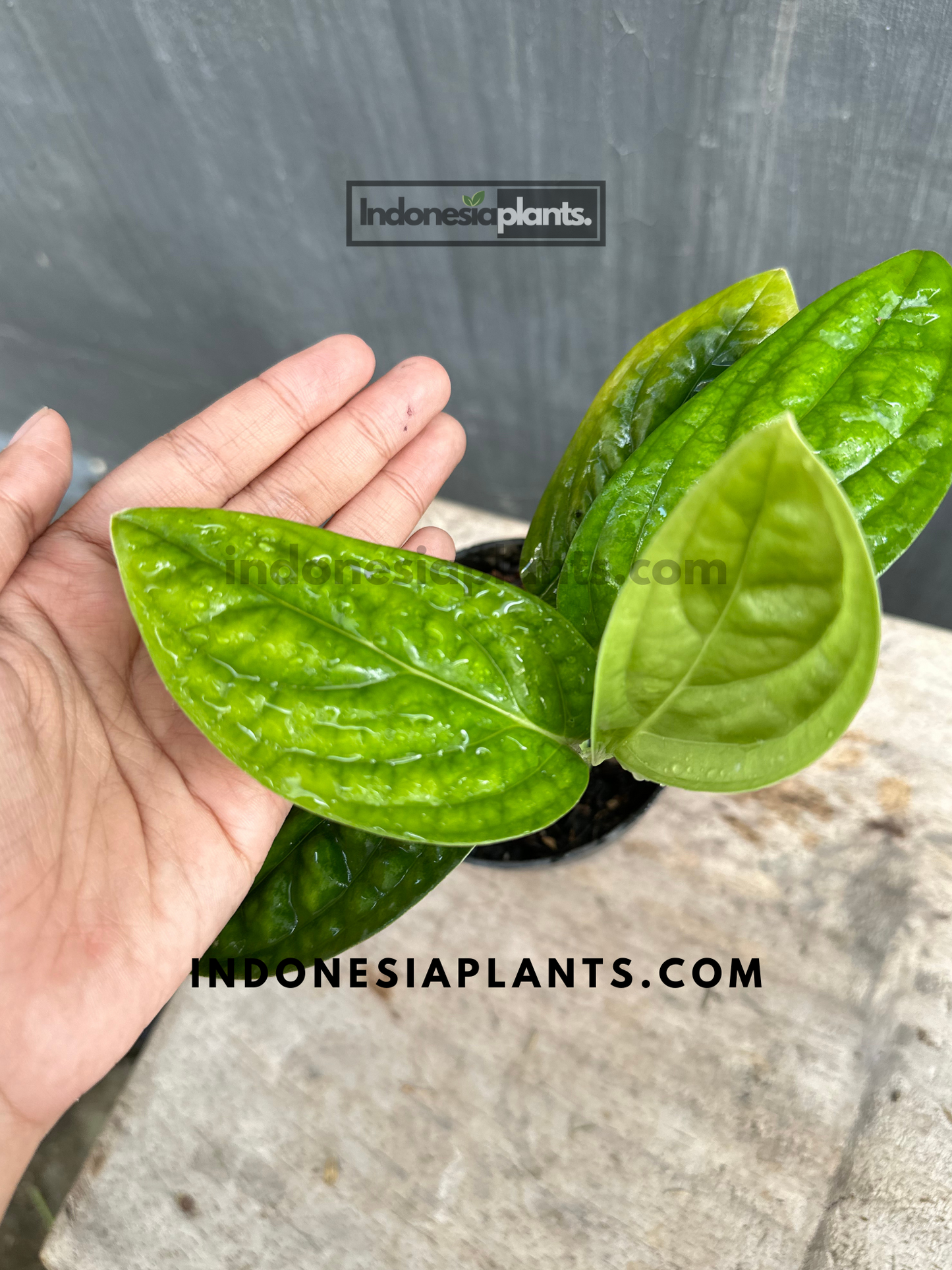 Monstera Peru Karstenianum held by hands, displaying its distinctively textured foliage.