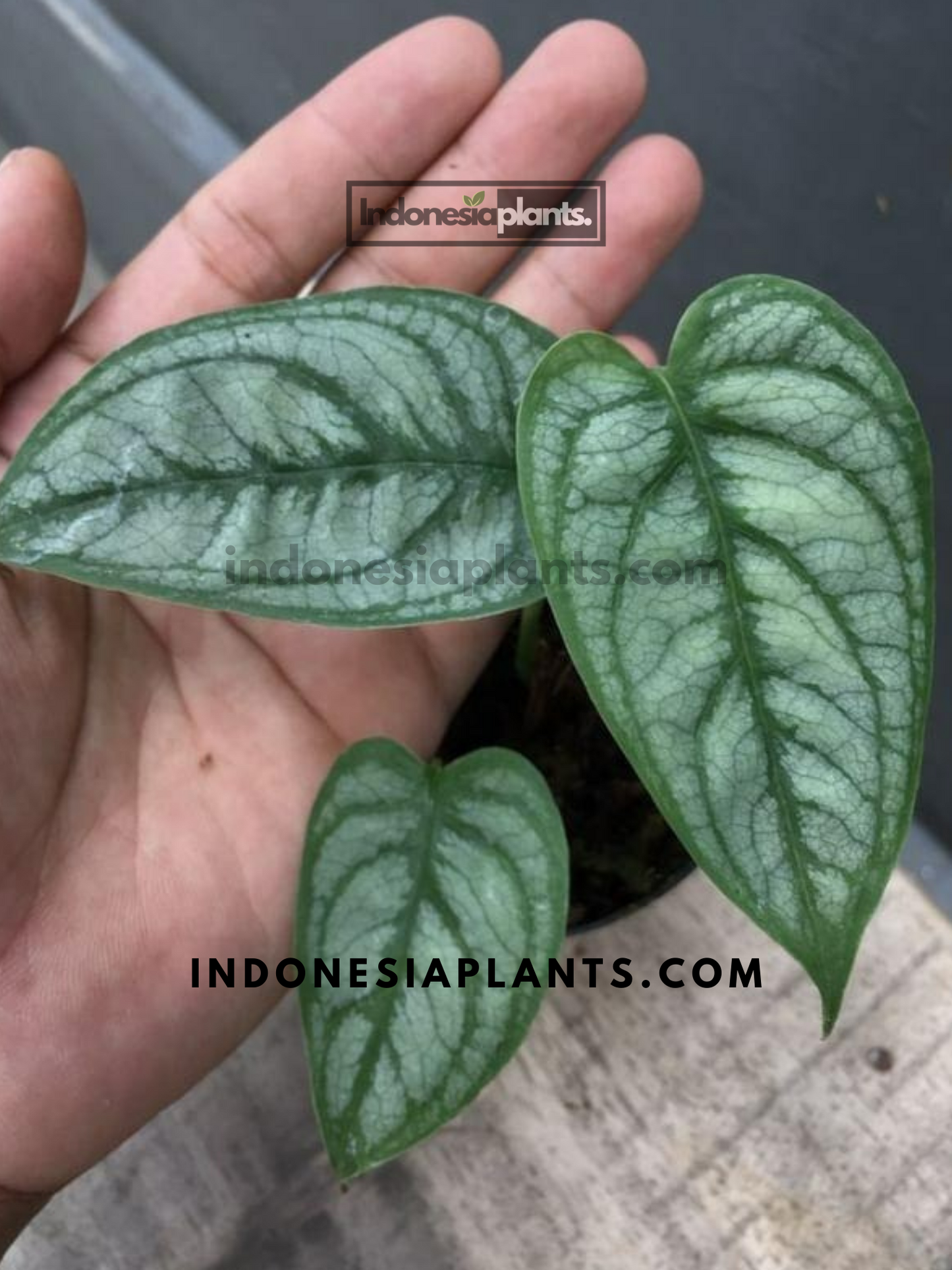 Monstera Siltepecana El Salvador