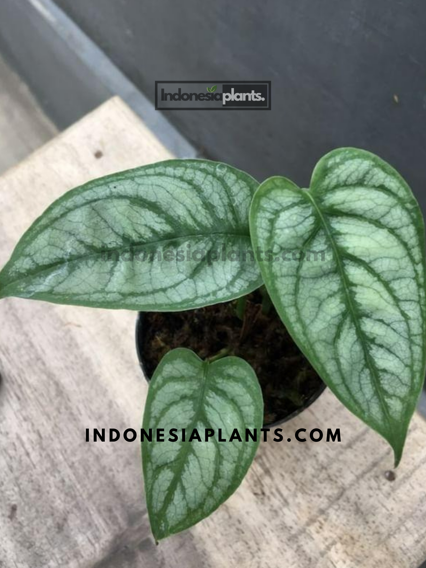 Monstera Siltepecana El Salvador