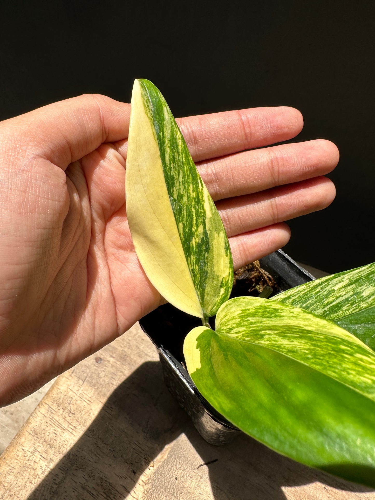 Monstera Standleyana Aurea Variegated