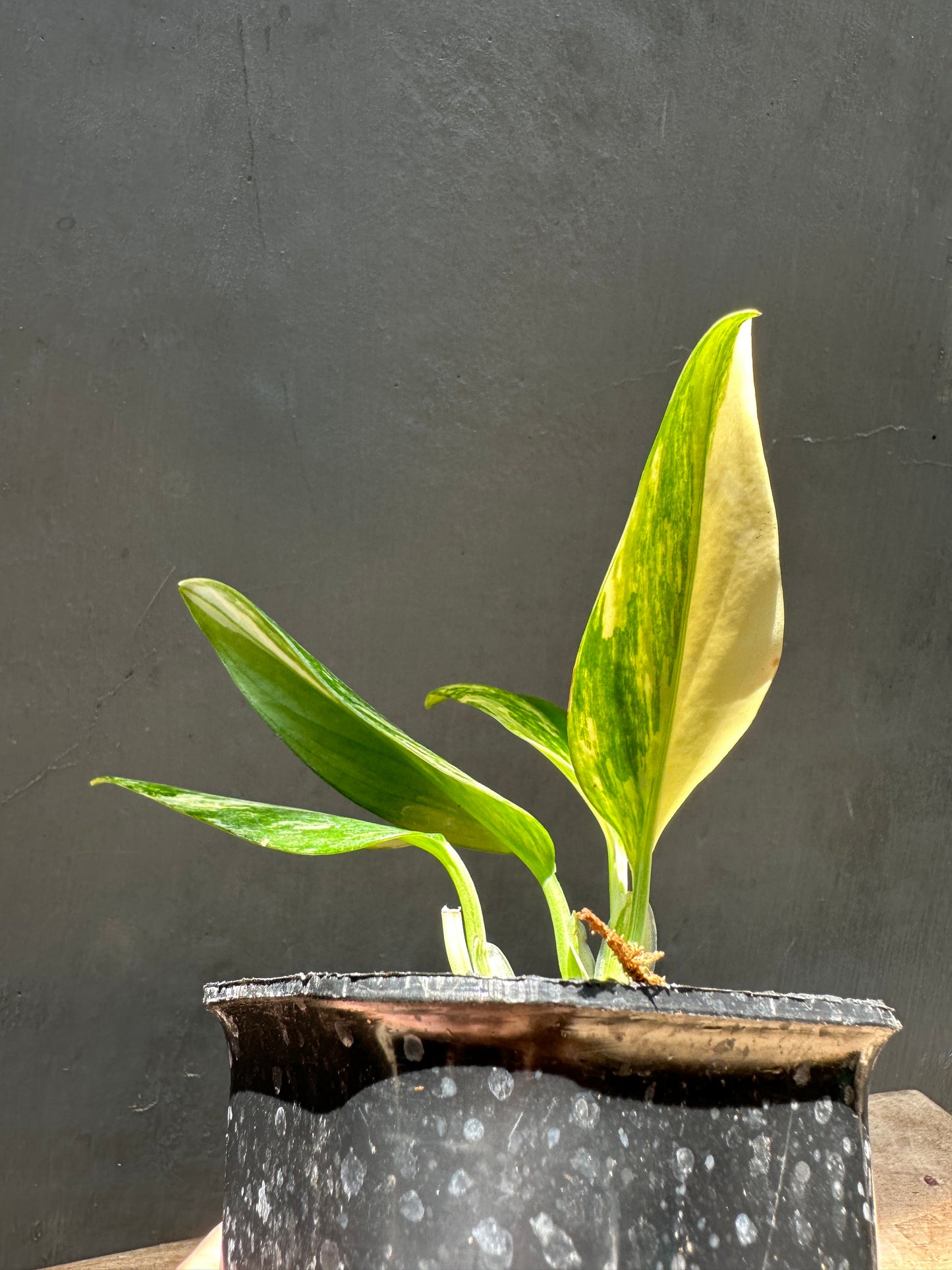 Monstera Standleyana Aurea Variegated