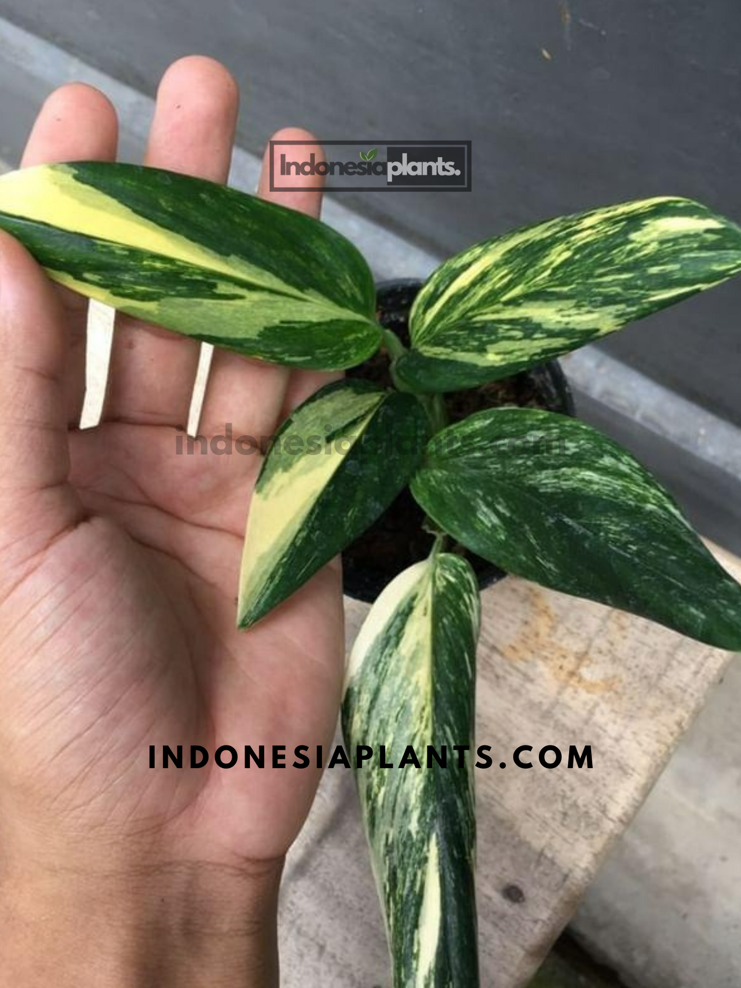 Monstera Standleyana Aurea Variegated