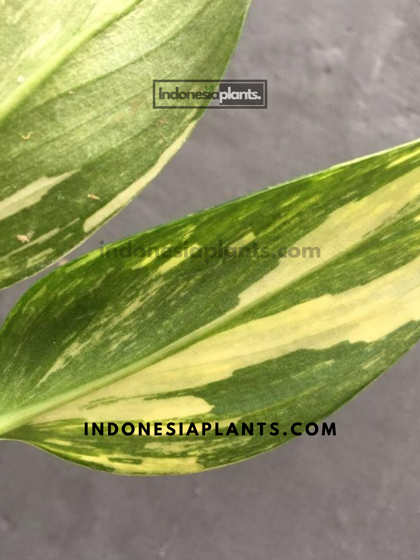 Monstera Standleyana Aurea Variegated