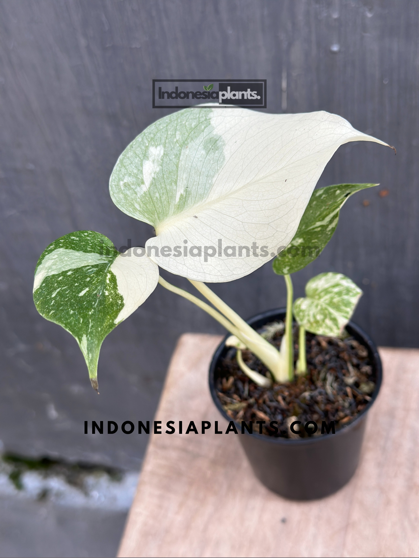 Monstera Thai Constellation Small
