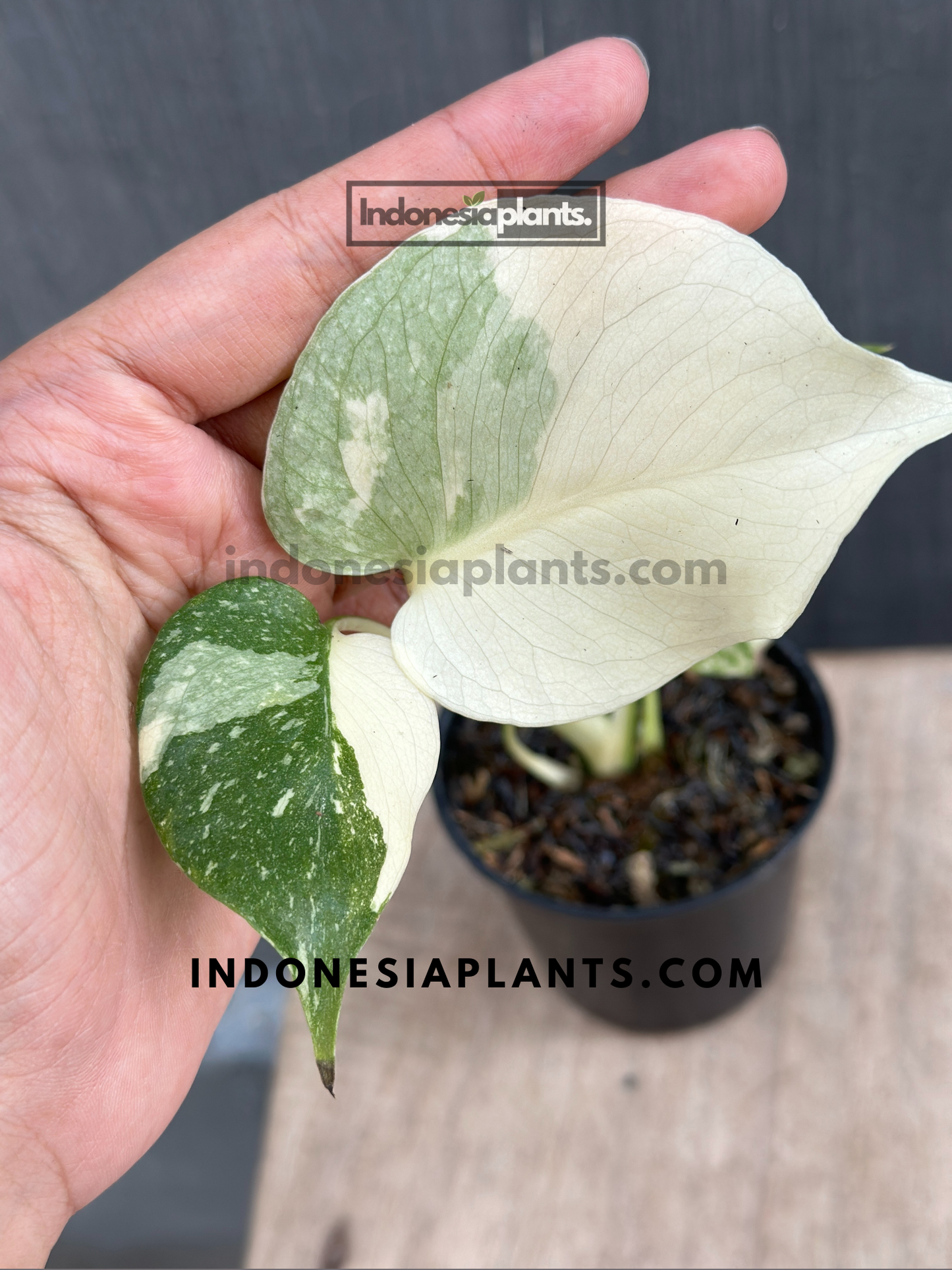Monstera Thai Constellation Small