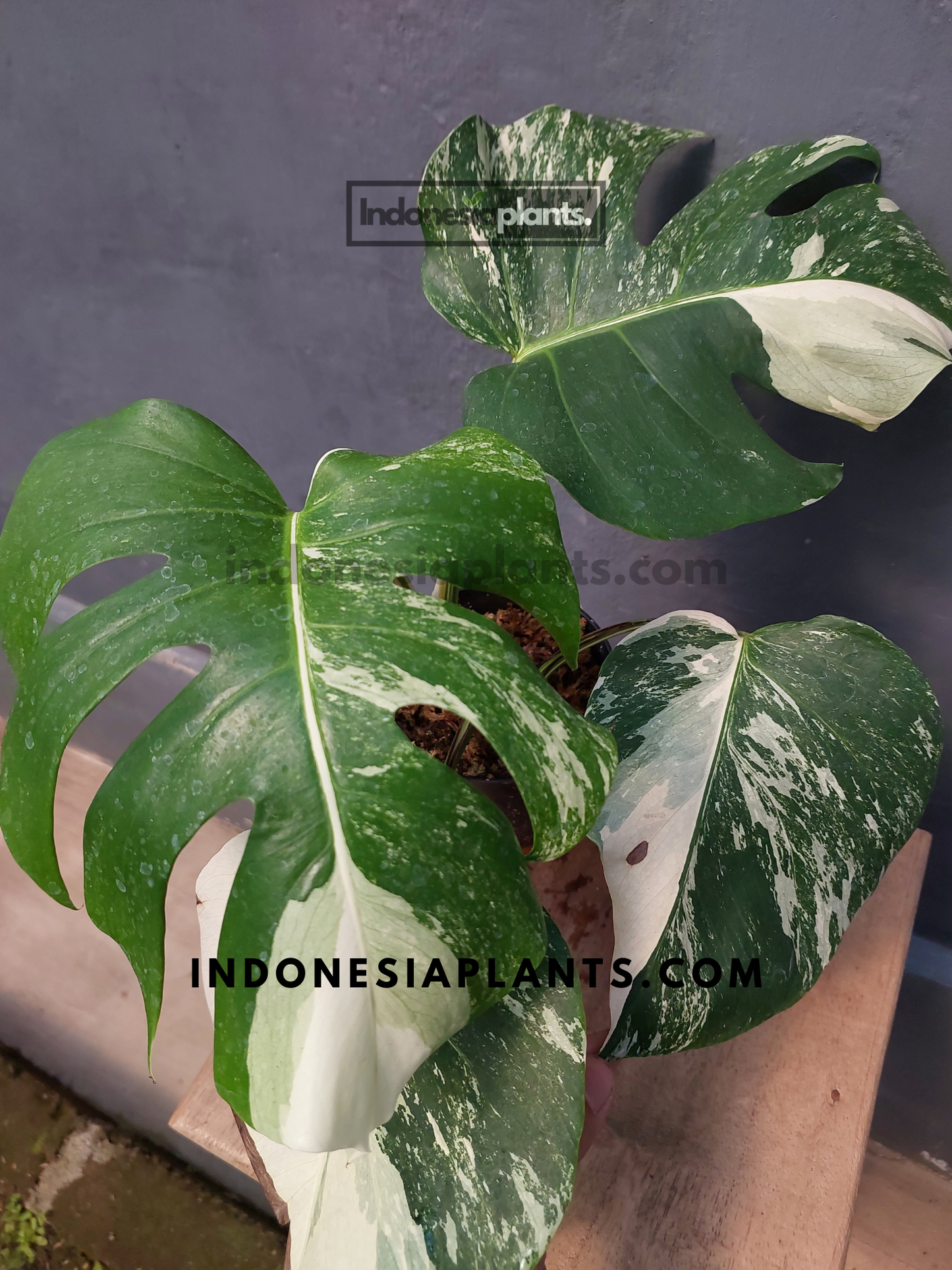 Close-up of Monstera Variegated Fenestrated leaves, emphasizing the white and green variegation and fenestration.