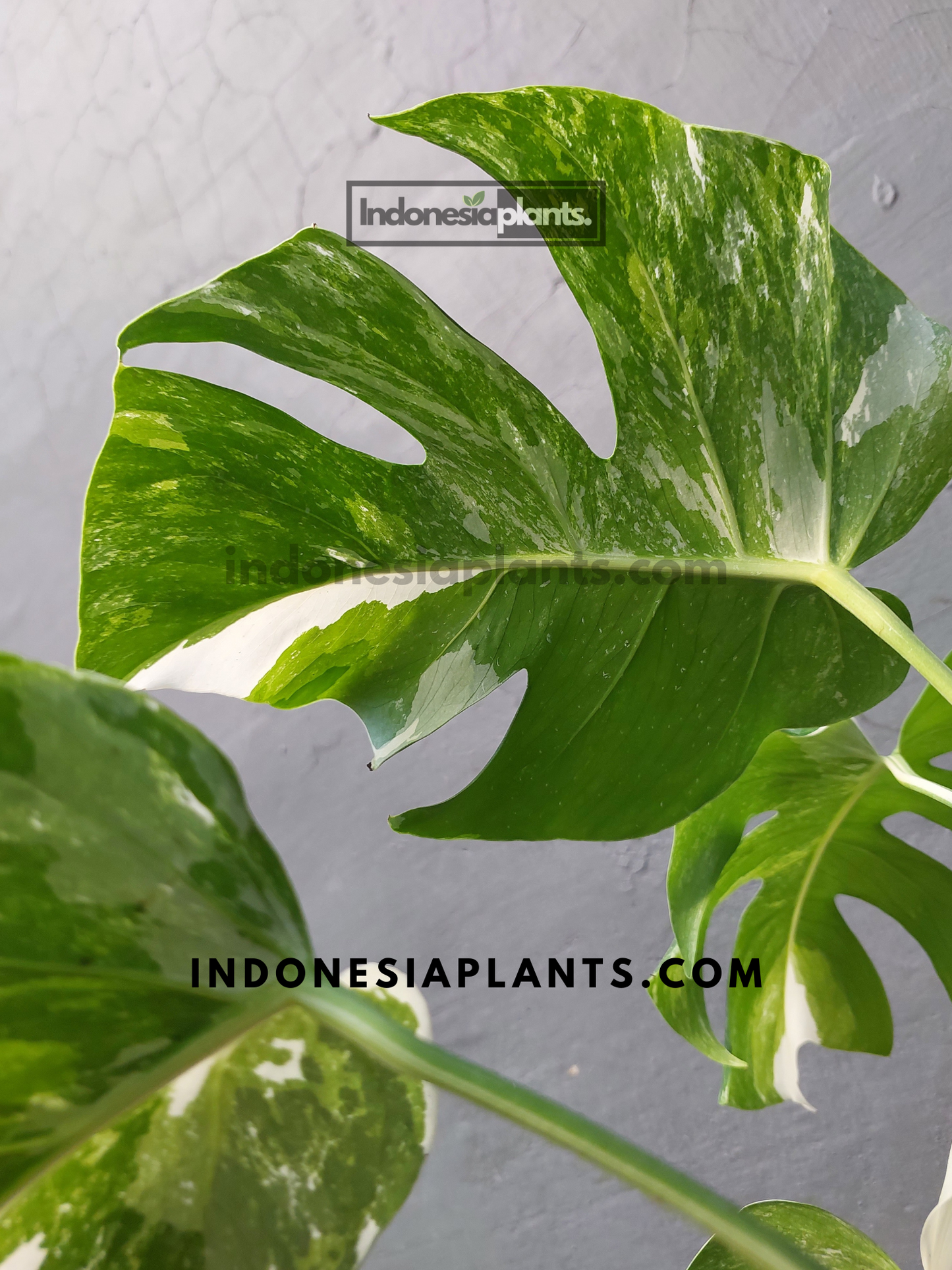 Monstera Variegated