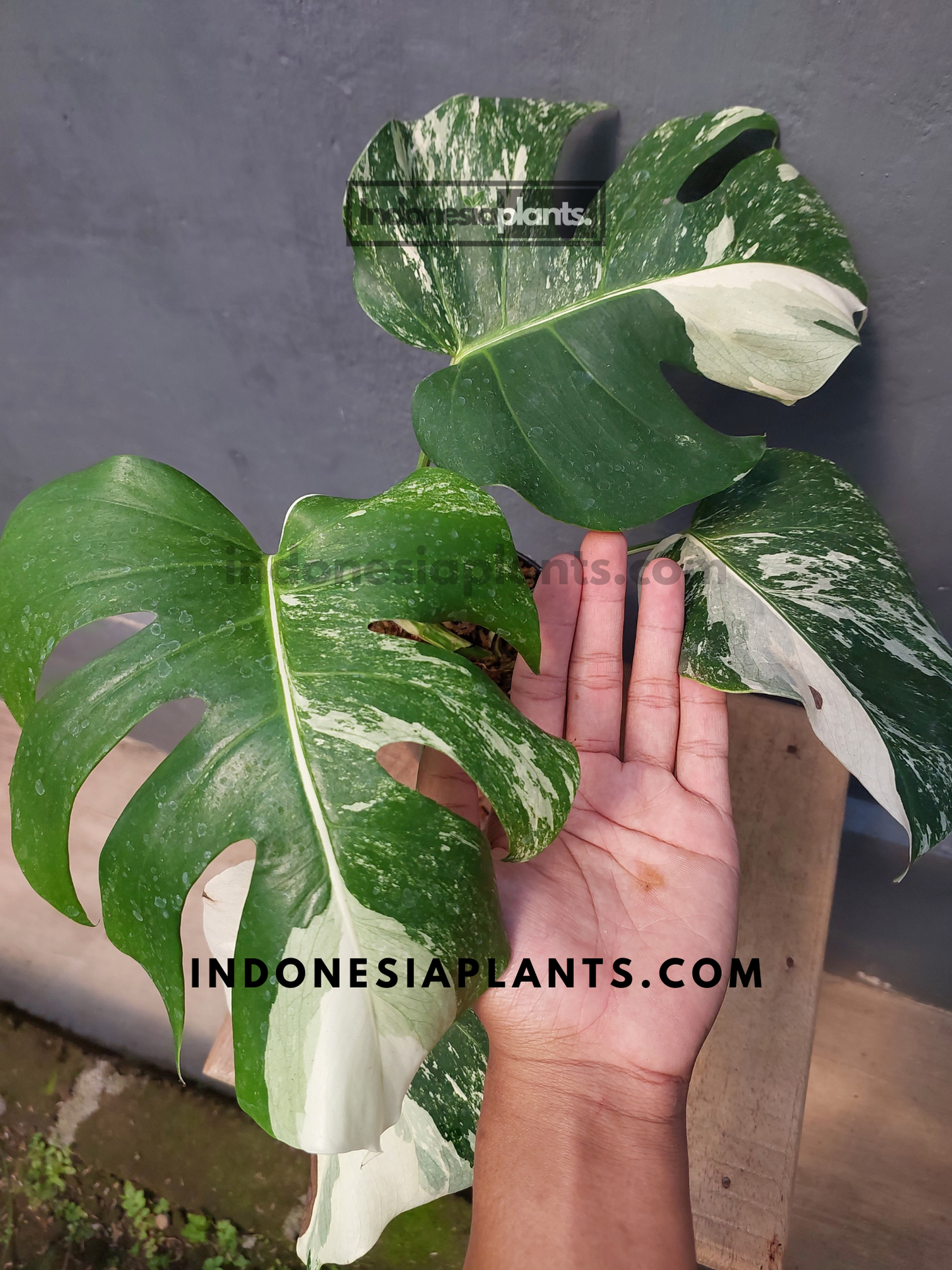 Monstera Variegated