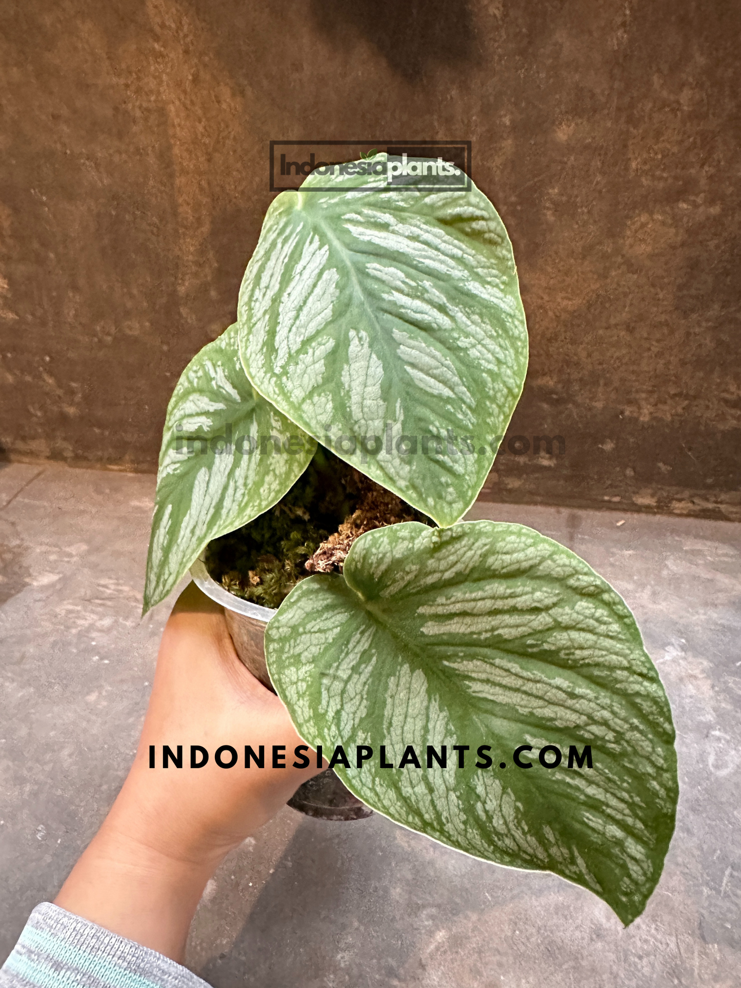 A hand holding Monstera Dubia, providing a size reference for its medium-sized leaves.