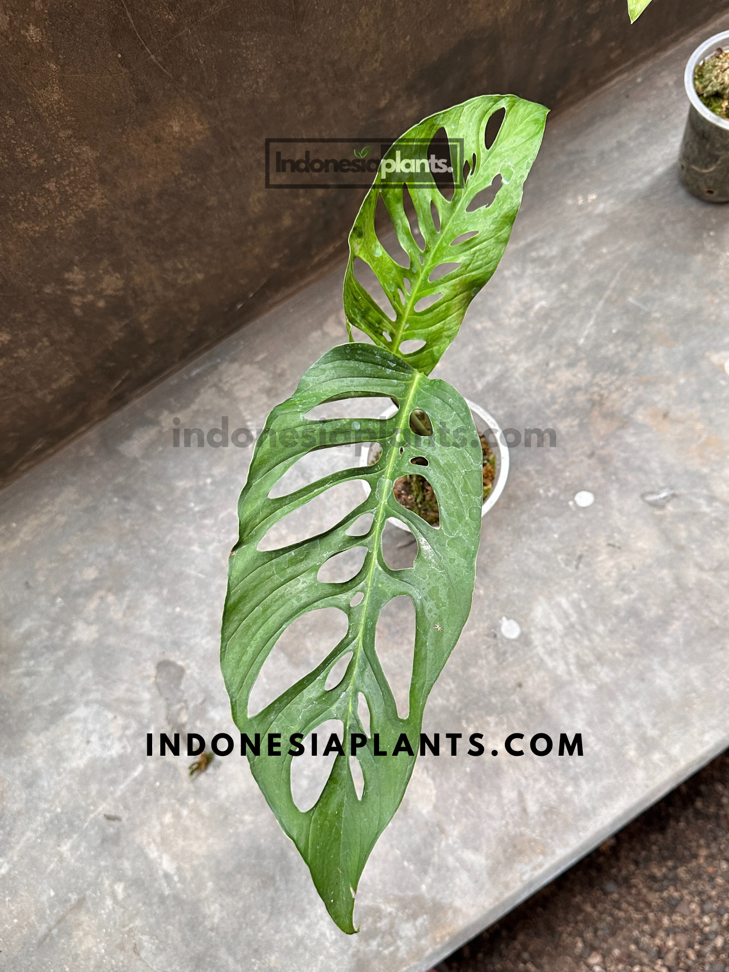Monstera cf. Obliqua Napo – INDONESIAPLANTS