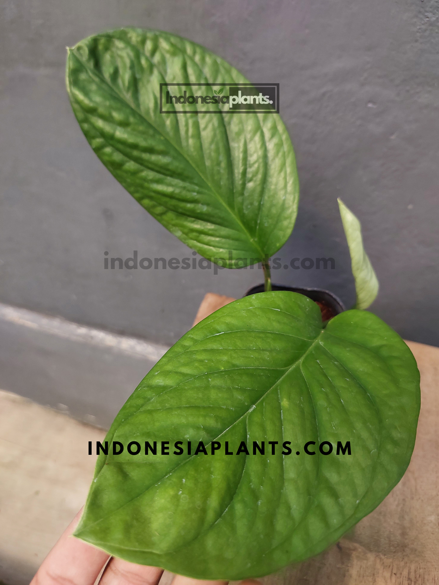 Monstera Pinnatipartita