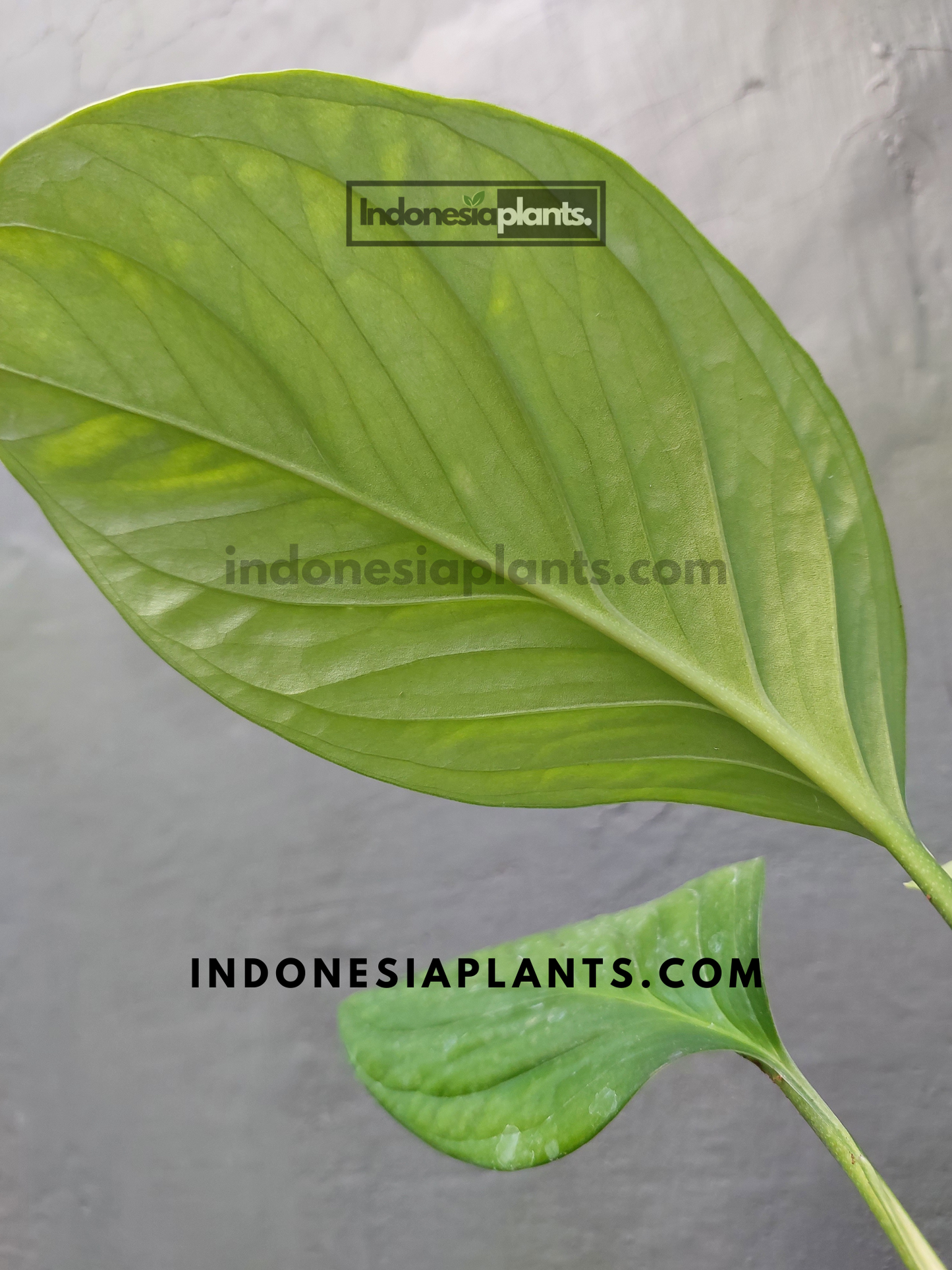 Monstera Pinnatipartita