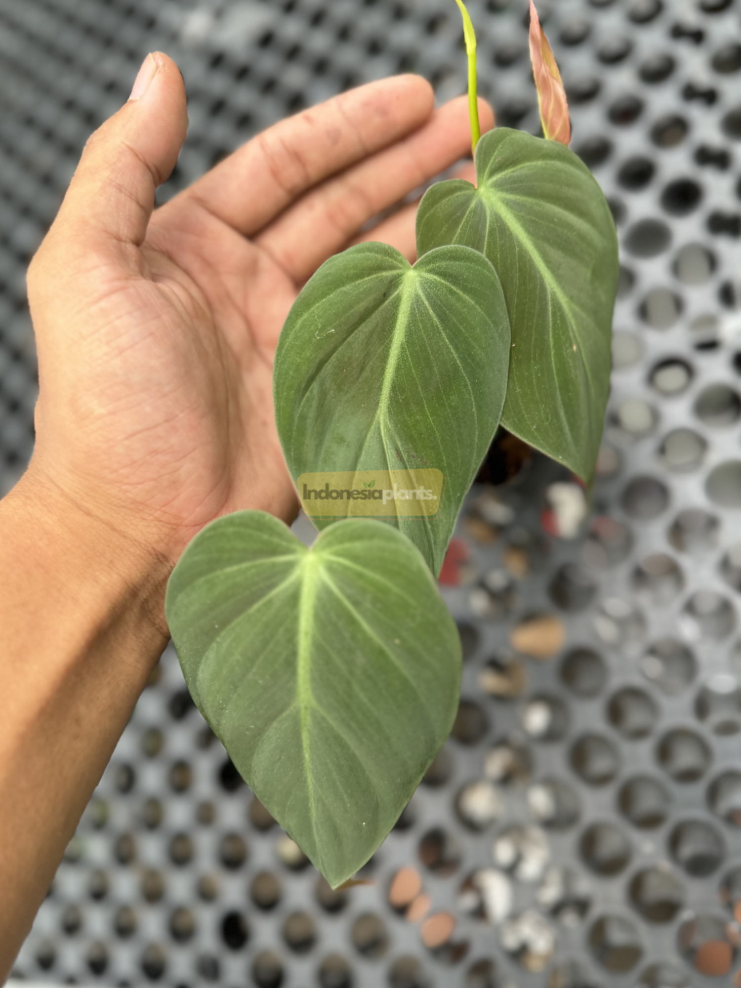philodendron indonesia Philodendron Micans