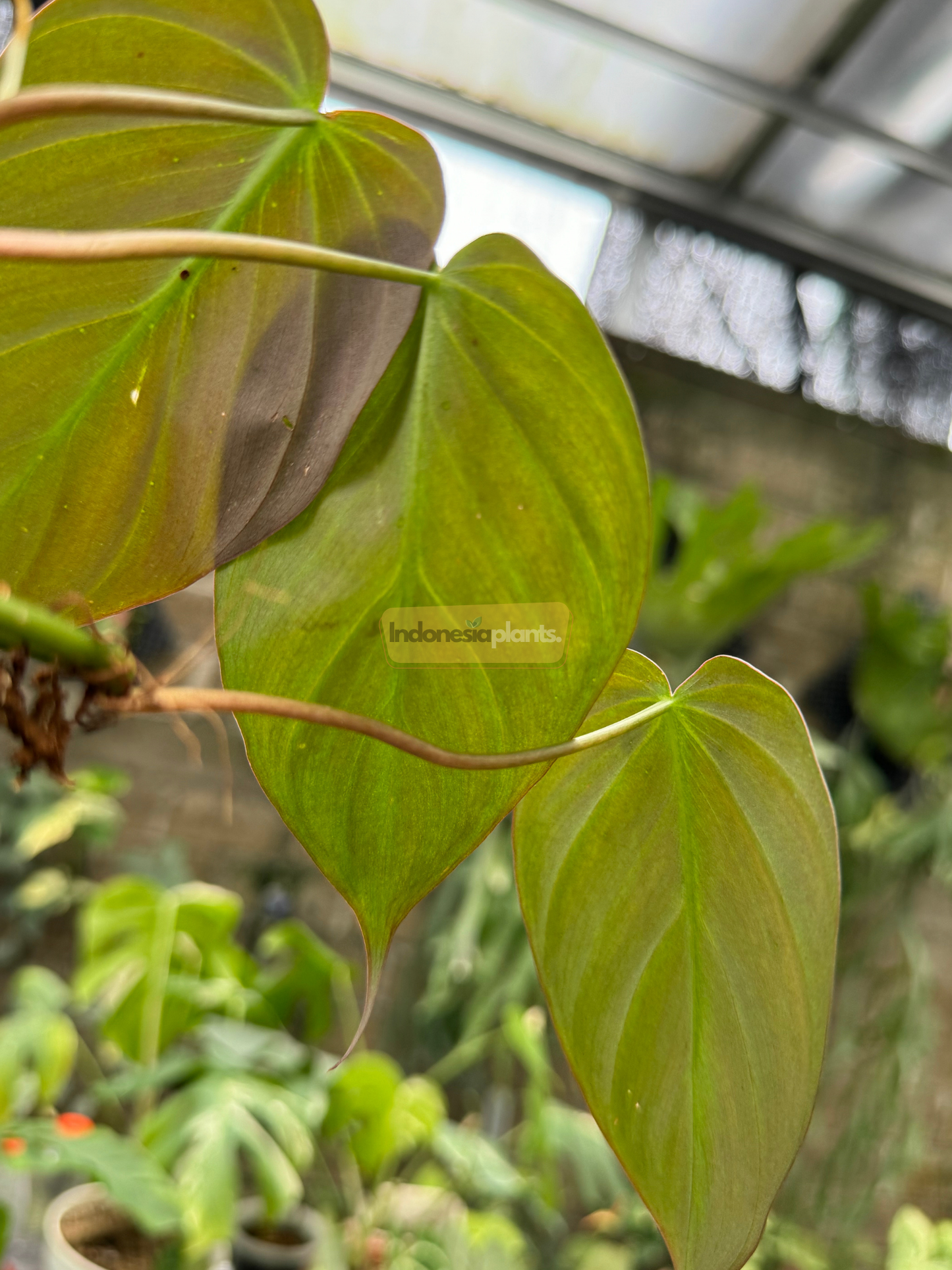 Filodendro melanochrysum