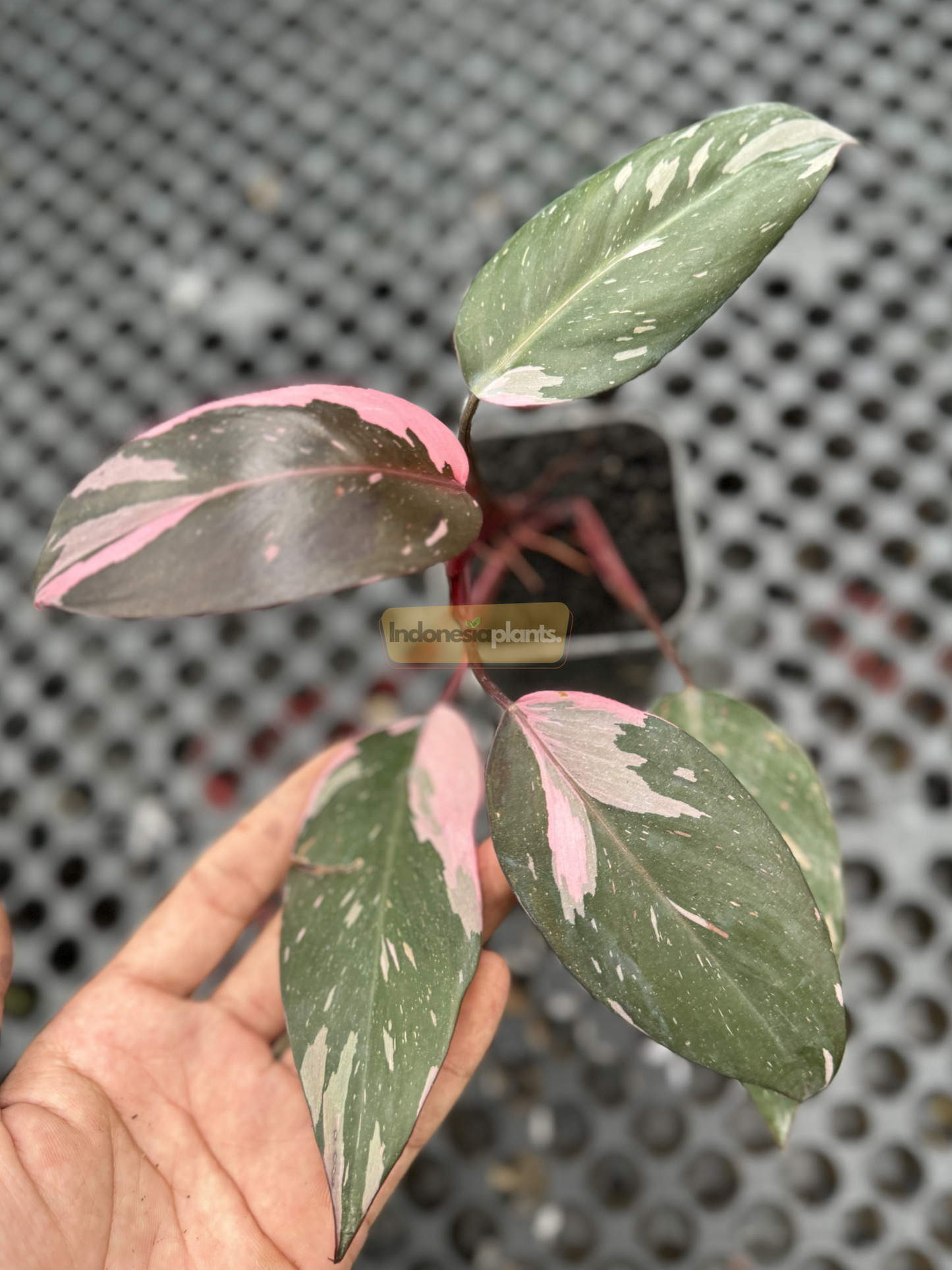 Philodendron „Pink Princess“