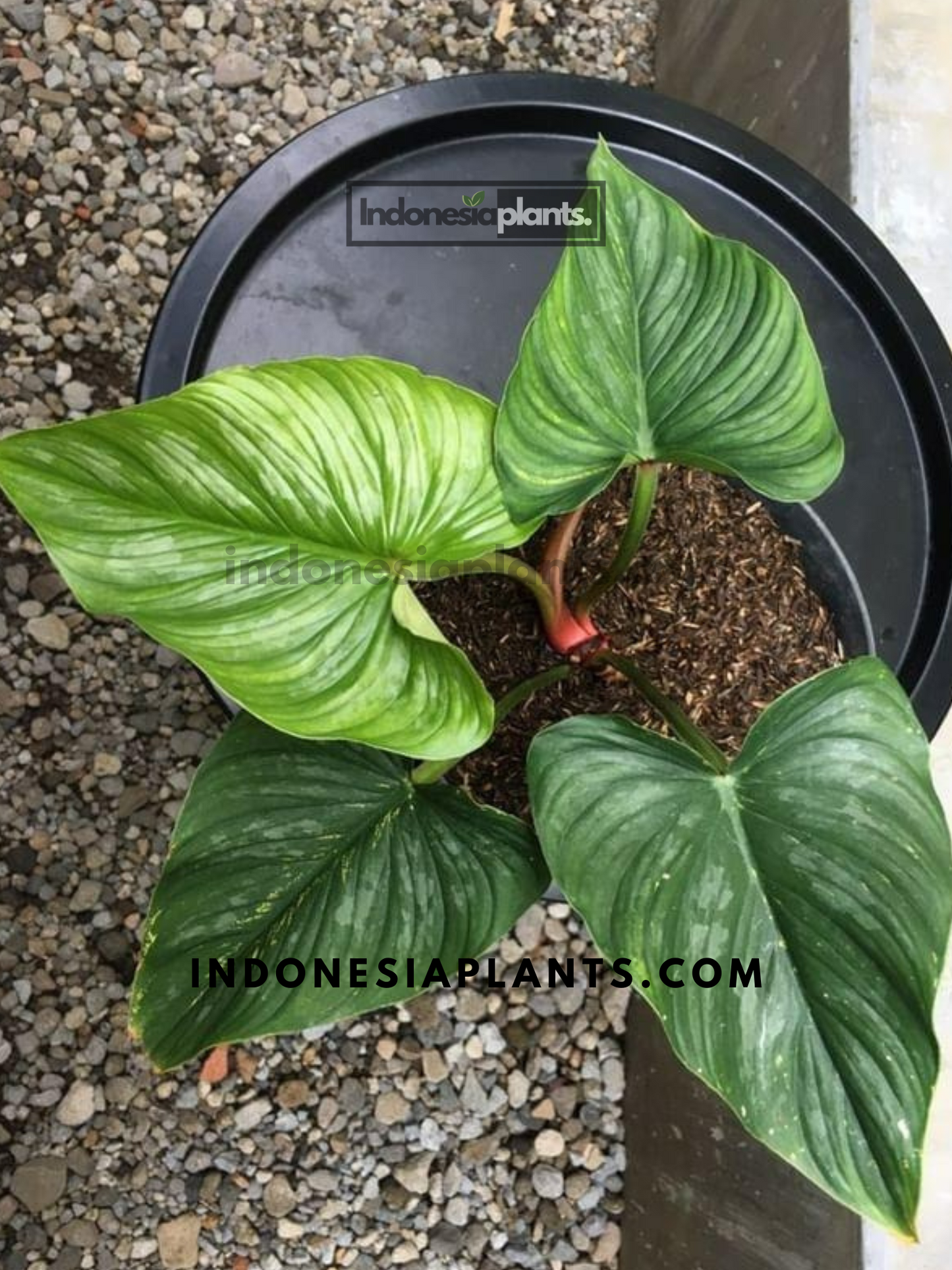 Philodendron Mamei