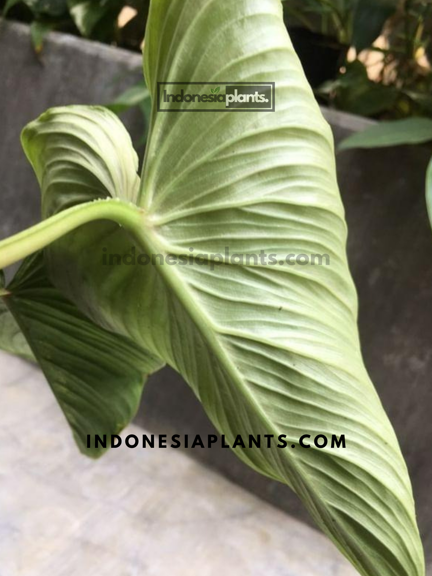 Philodendron Mamei