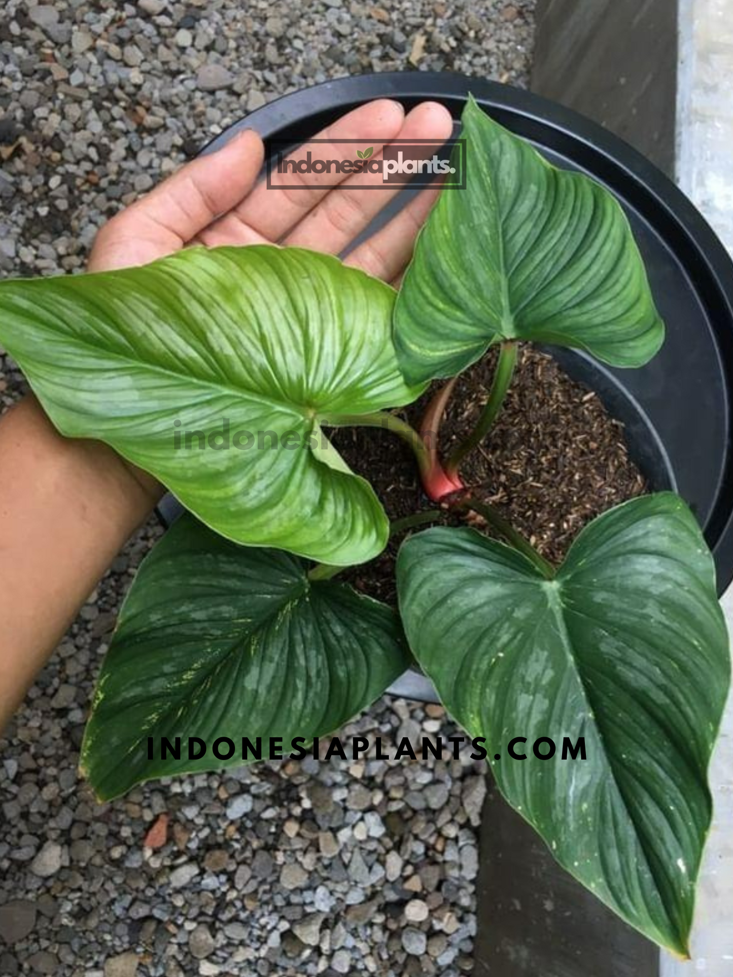 Philodendron Mamei