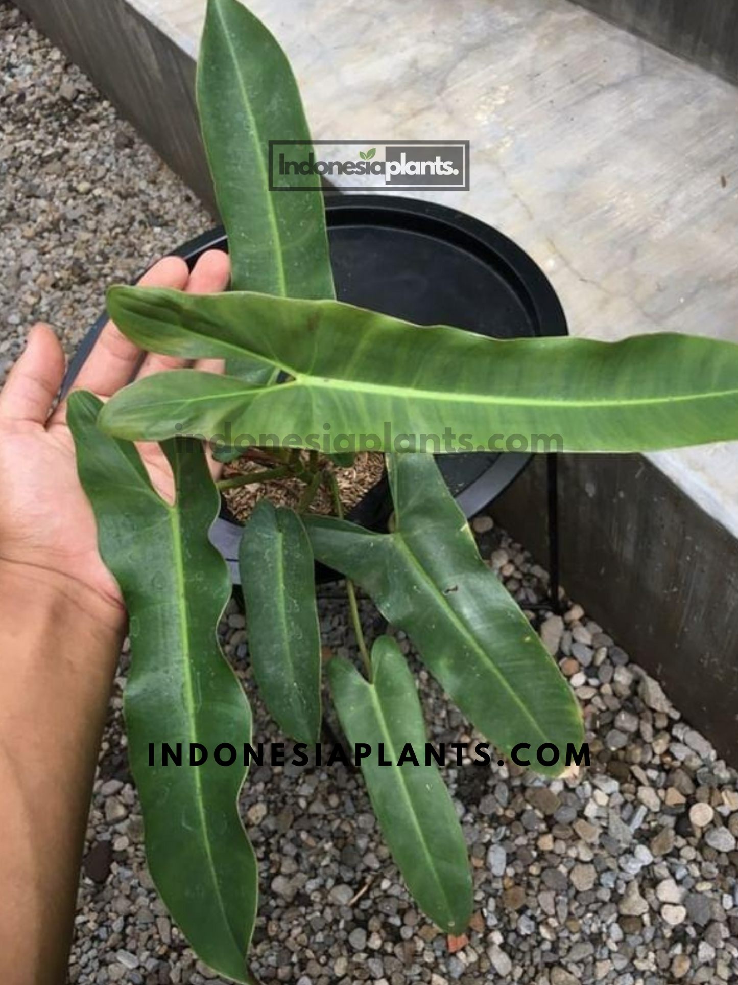 Philodendron Atabapoense