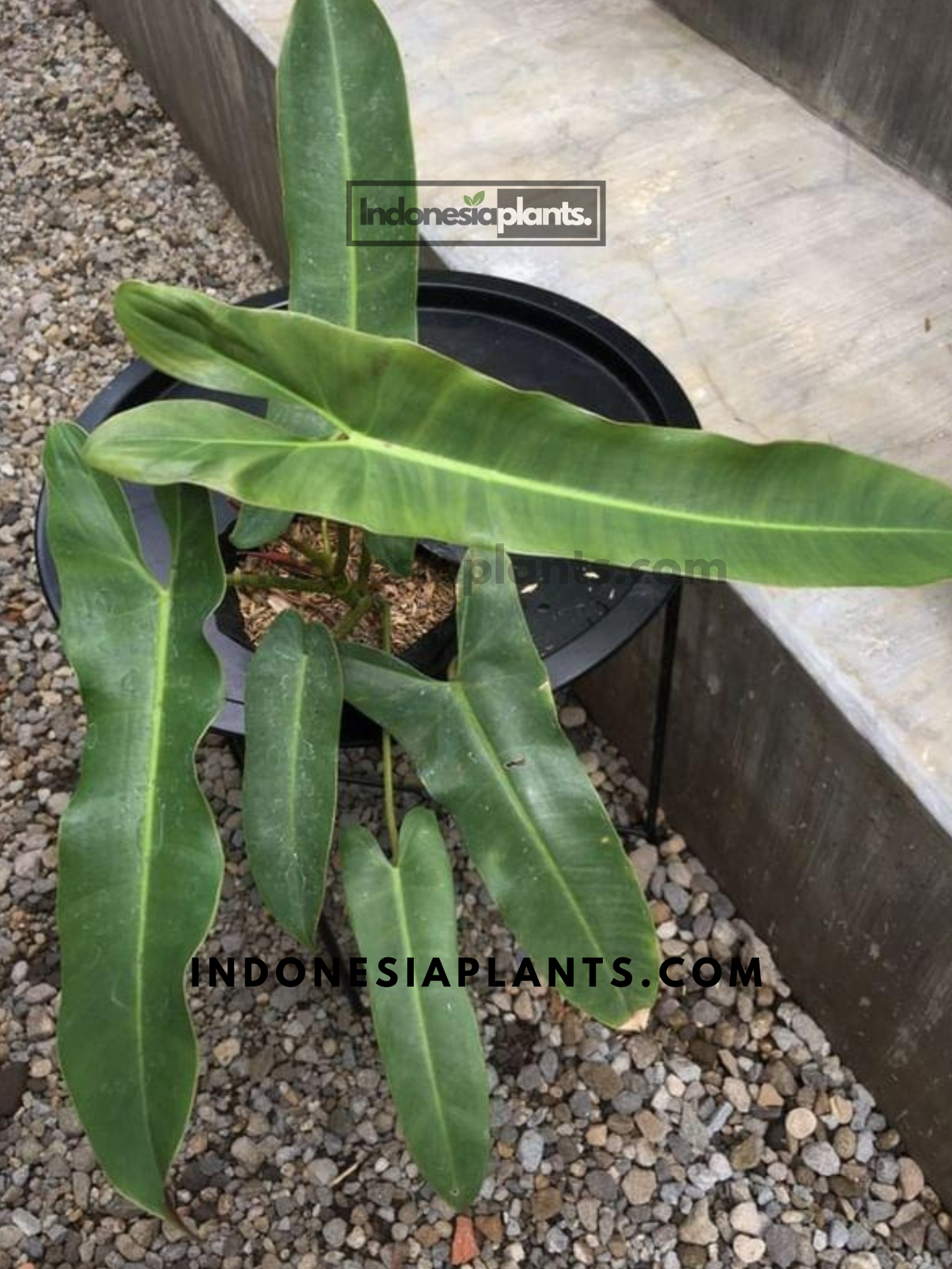 Philodendron Atabapoense