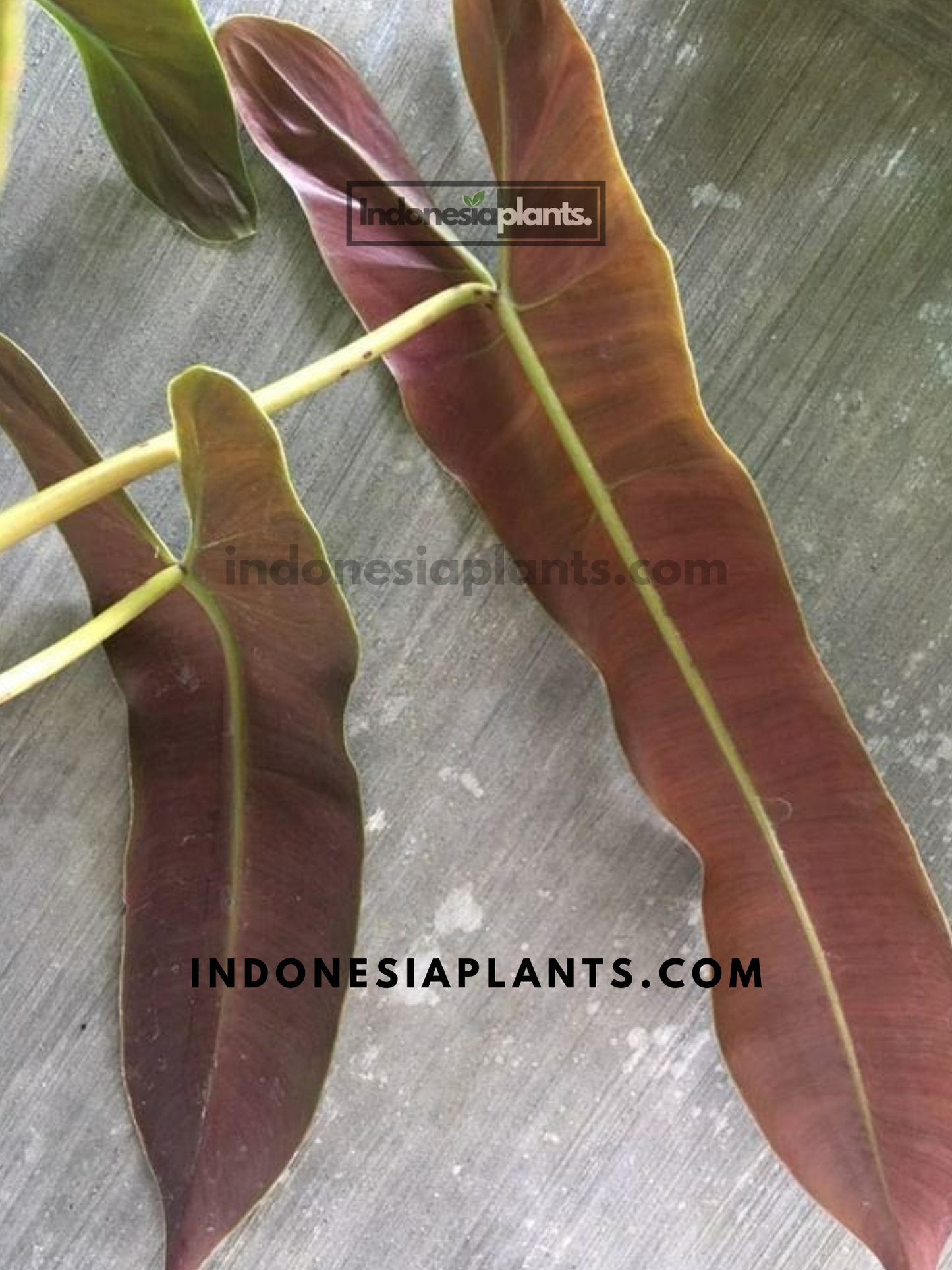 Philodendron Atabapoense