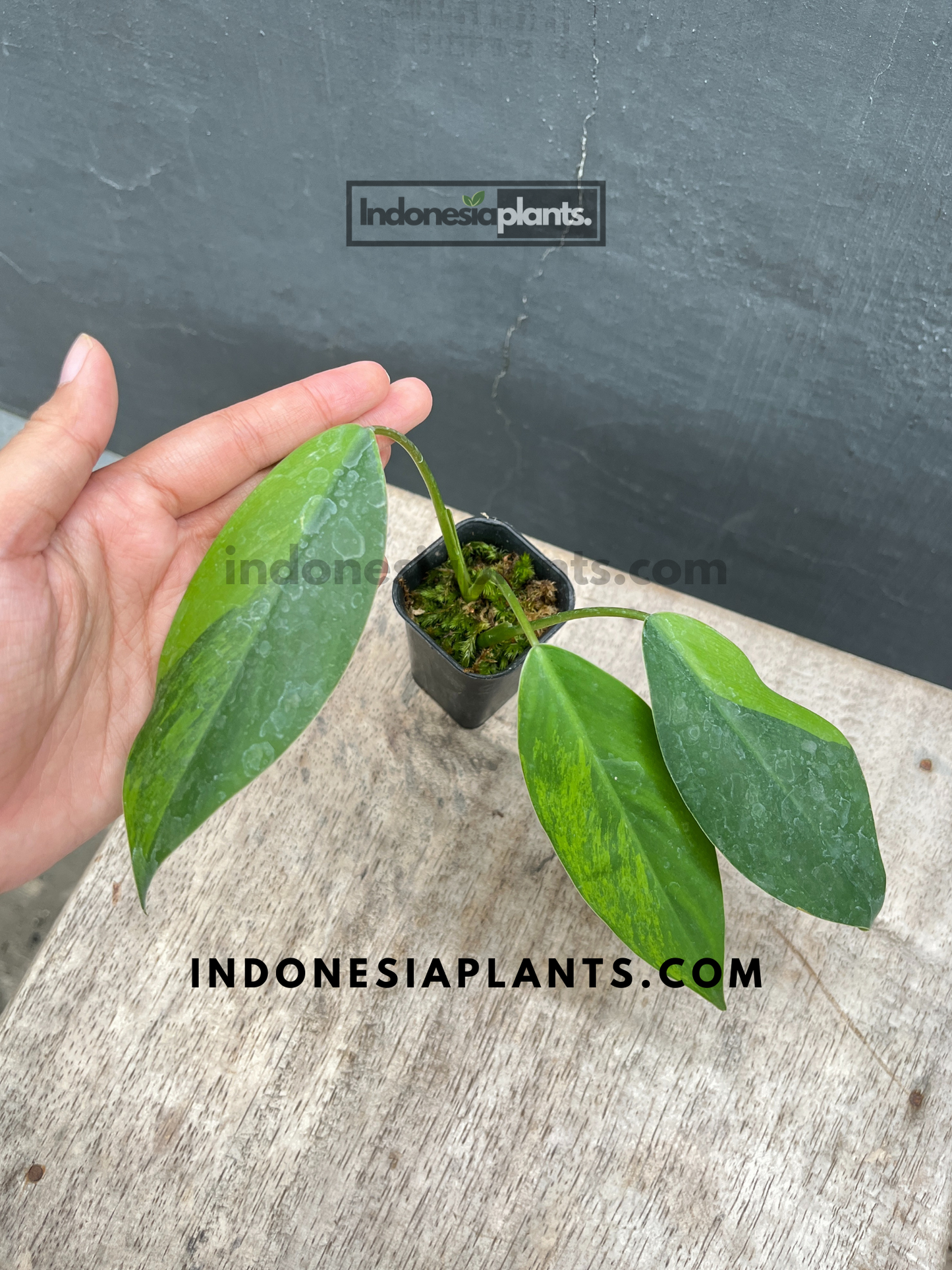 Philodendron Avocado Shake