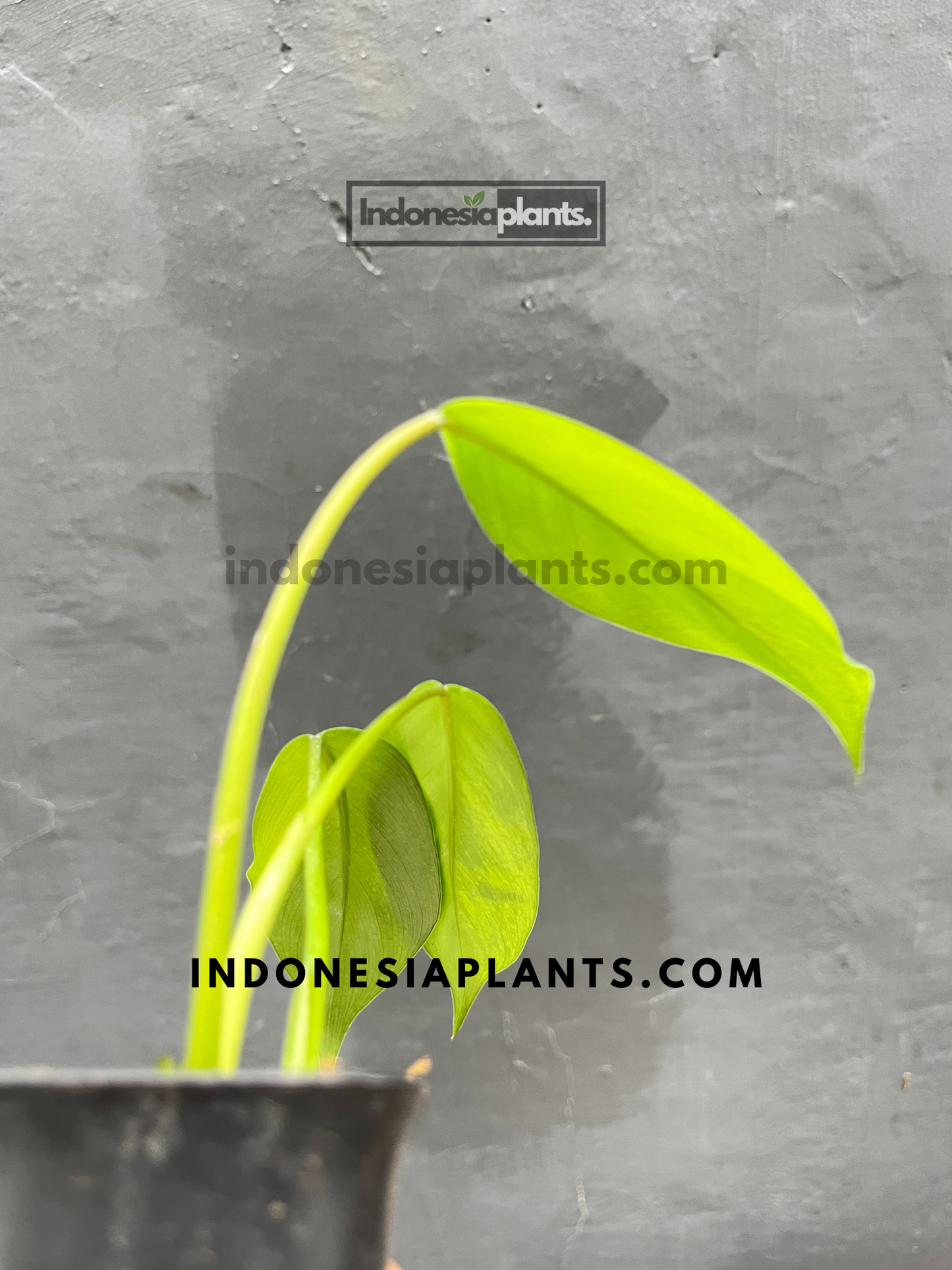 Philodendron Avocado Shake