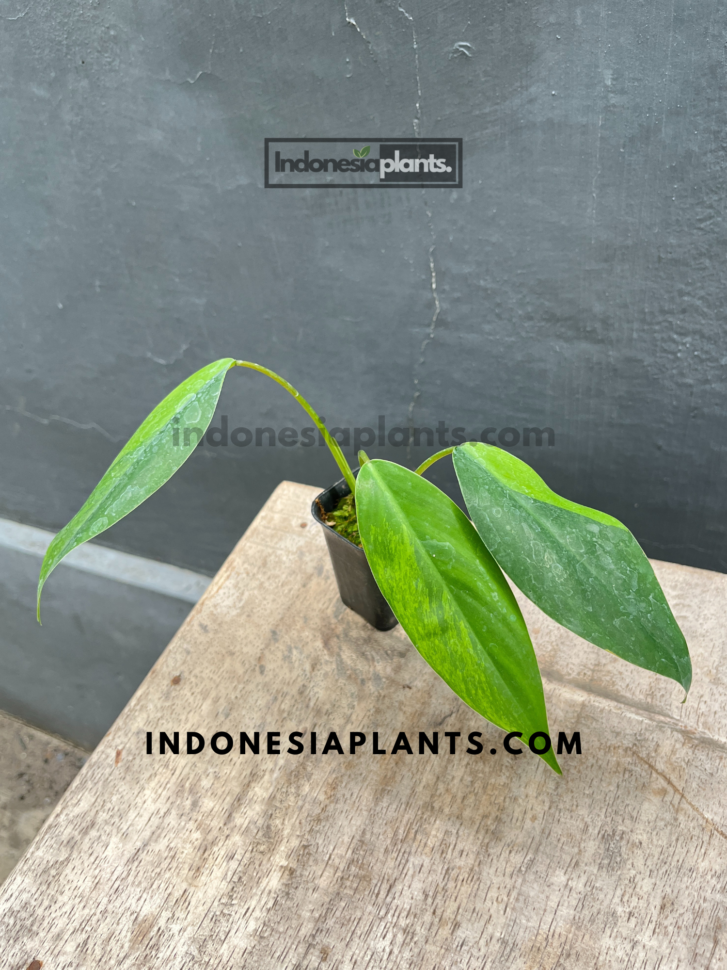 philodendron avocado shake Philodendron Avocado Shake
