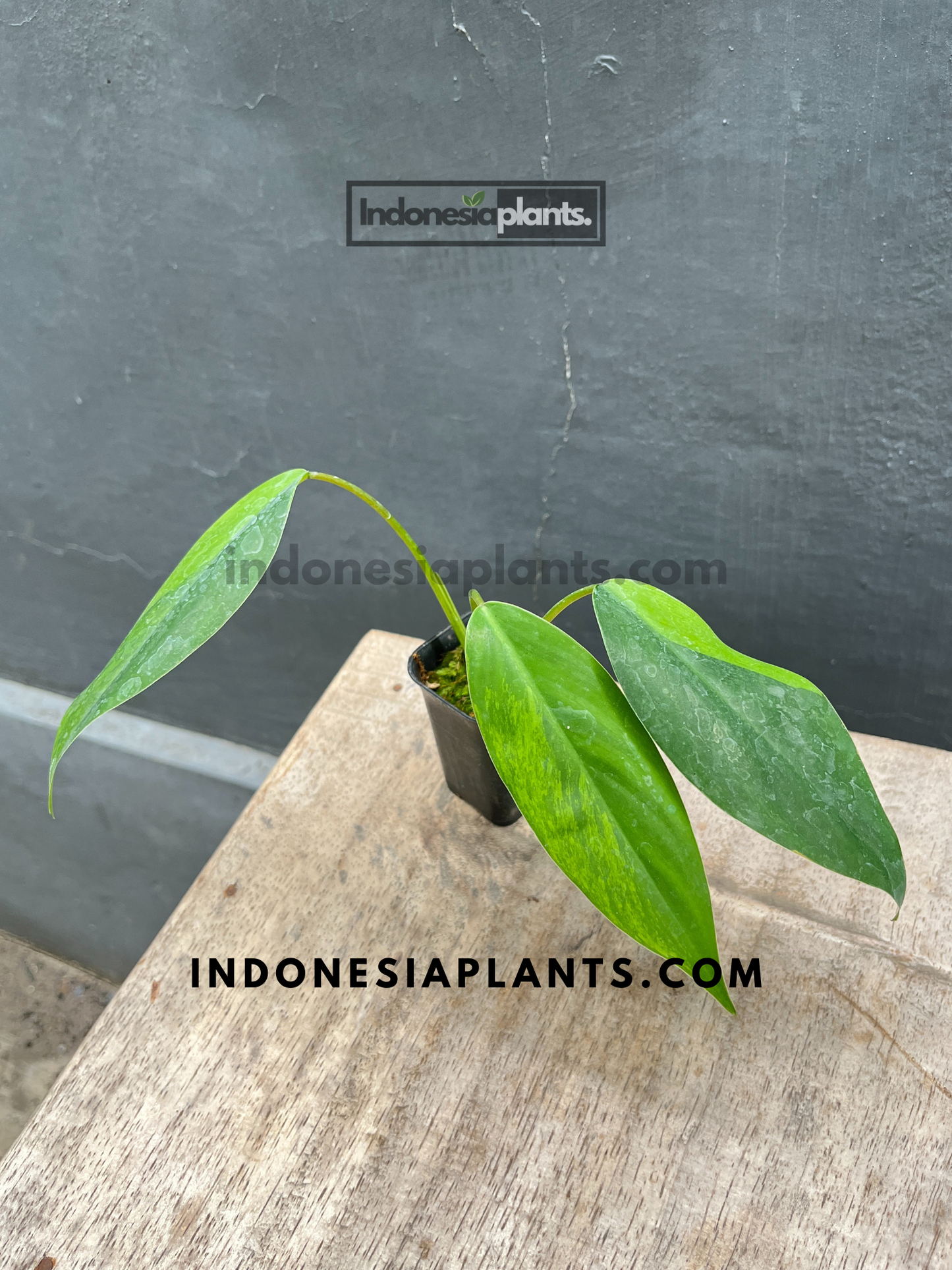 Philodendron Avocado Shake