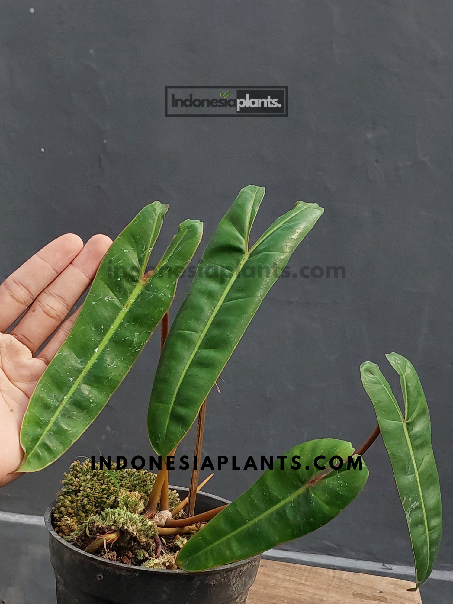 philodendron indonesia Philodendron Billietiae