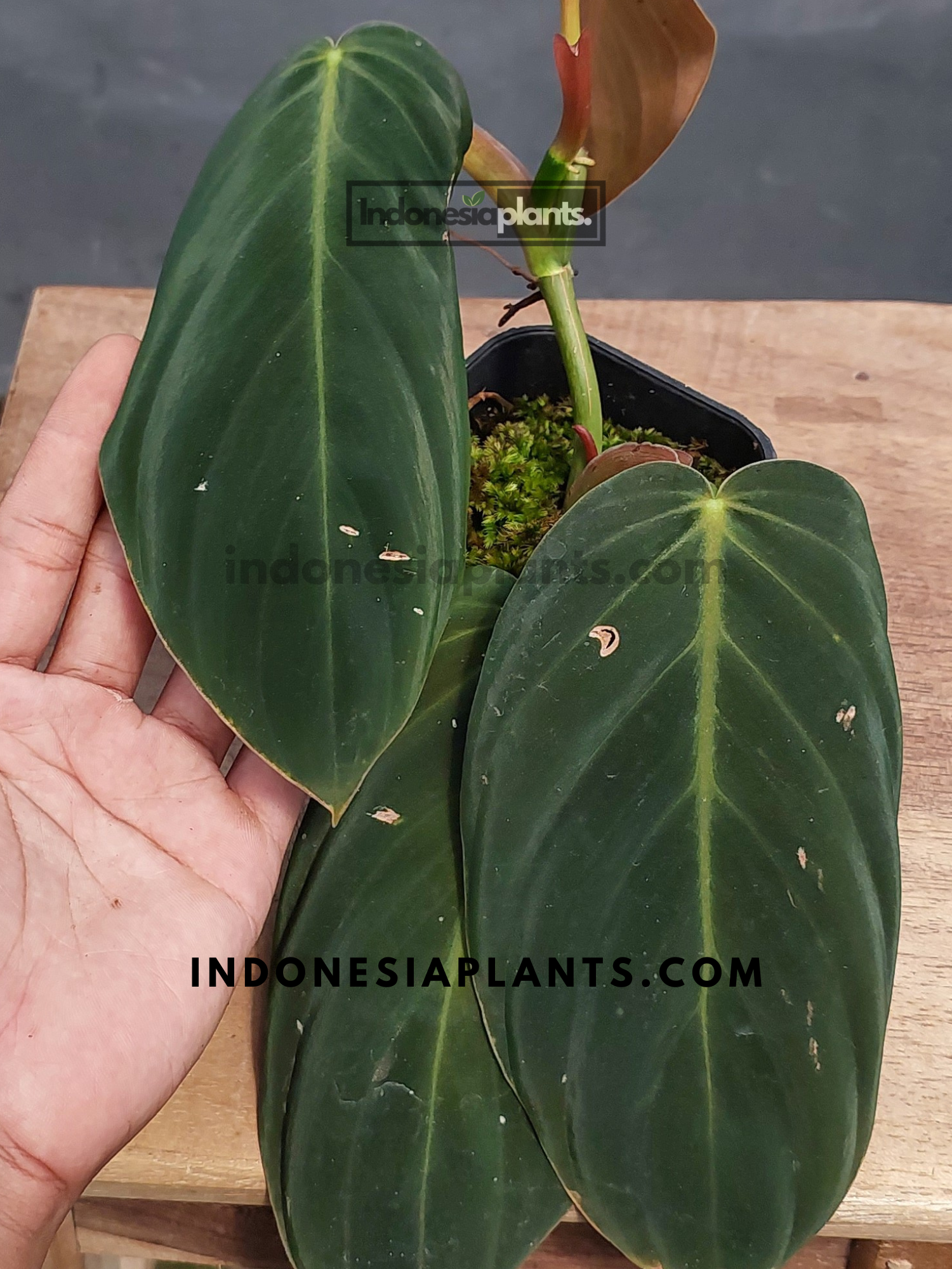 philodendron gigas mature form Philodendron Gigas Large – INDONESIAPLANTS