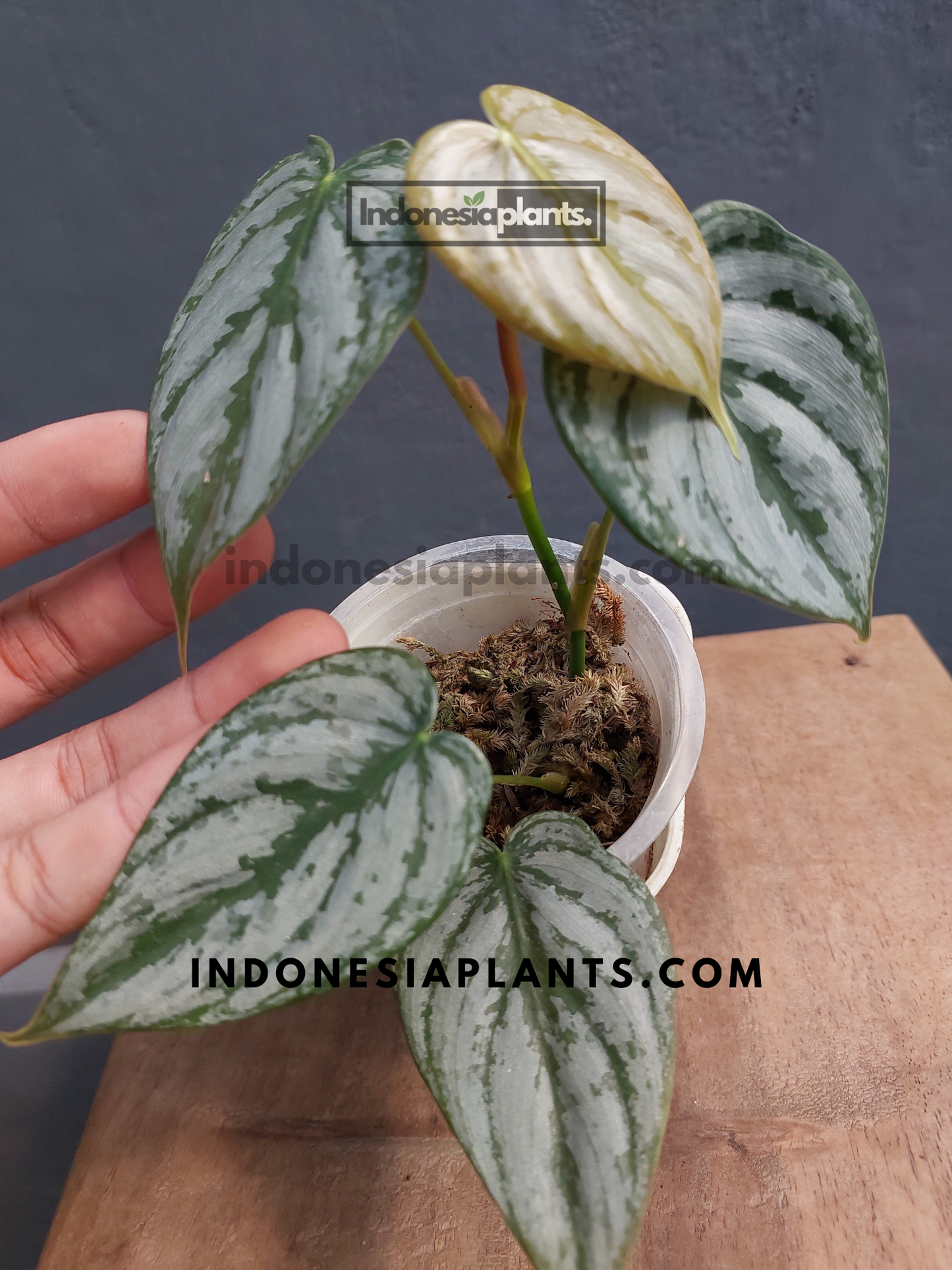 Philodendron Brandtianum