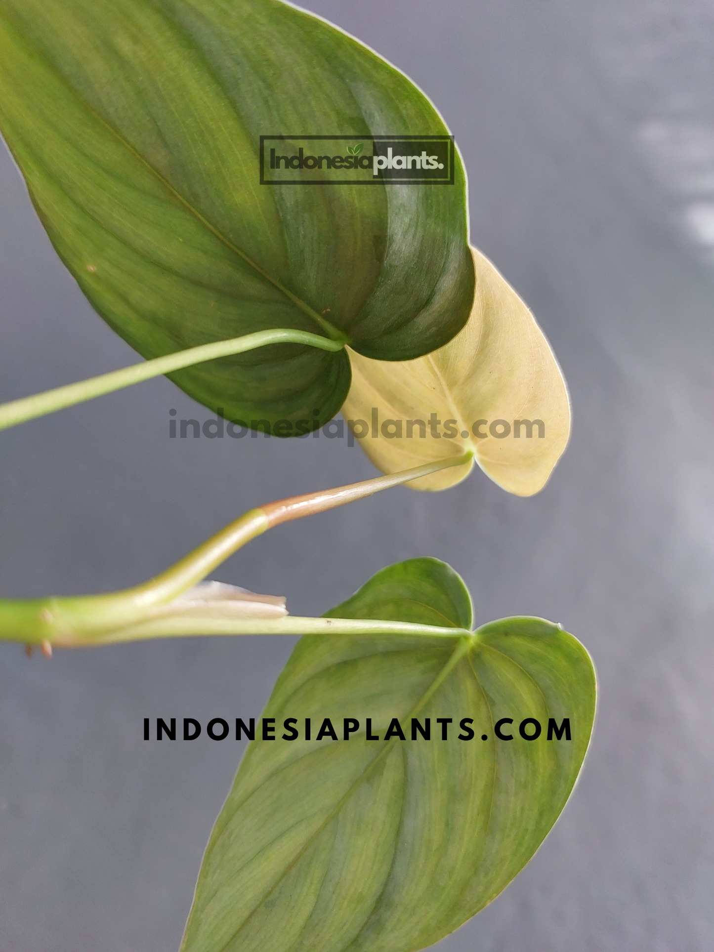 Philodendron Brandtianum