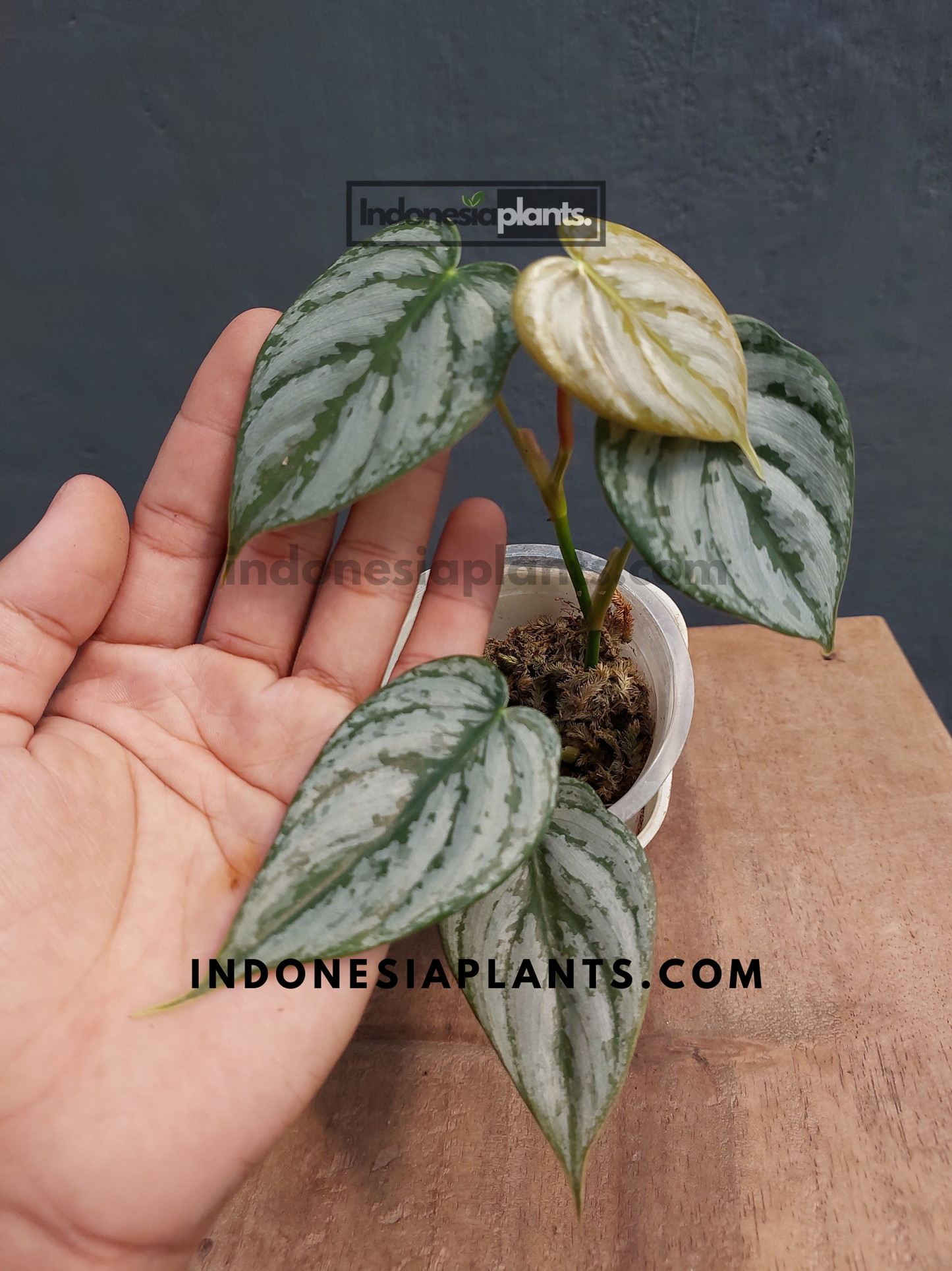 Philodendron Brandtianum