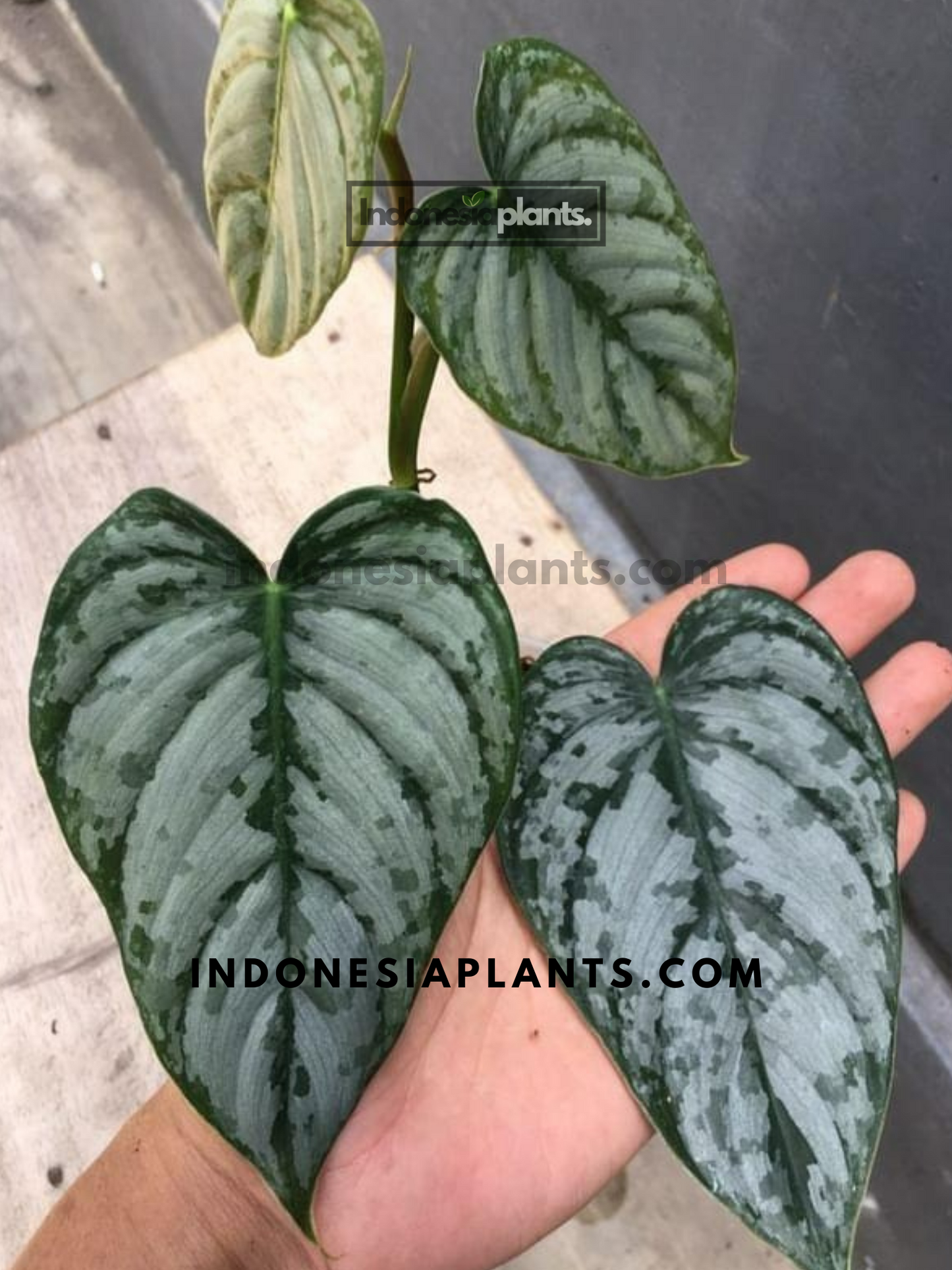 Philodendron Brandtianum large