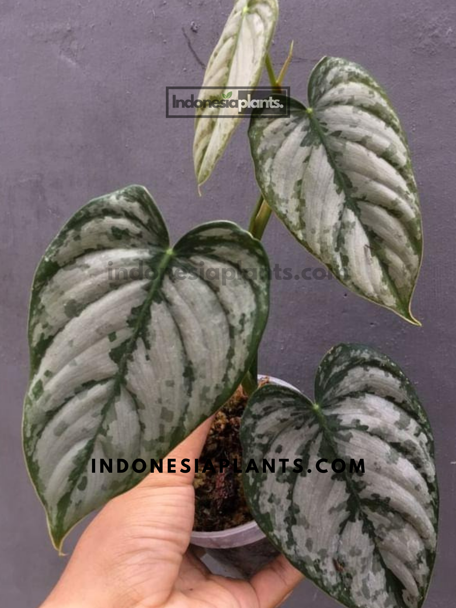 philodendron brandtianum large Philodendron brandtianum 'Brandi'
