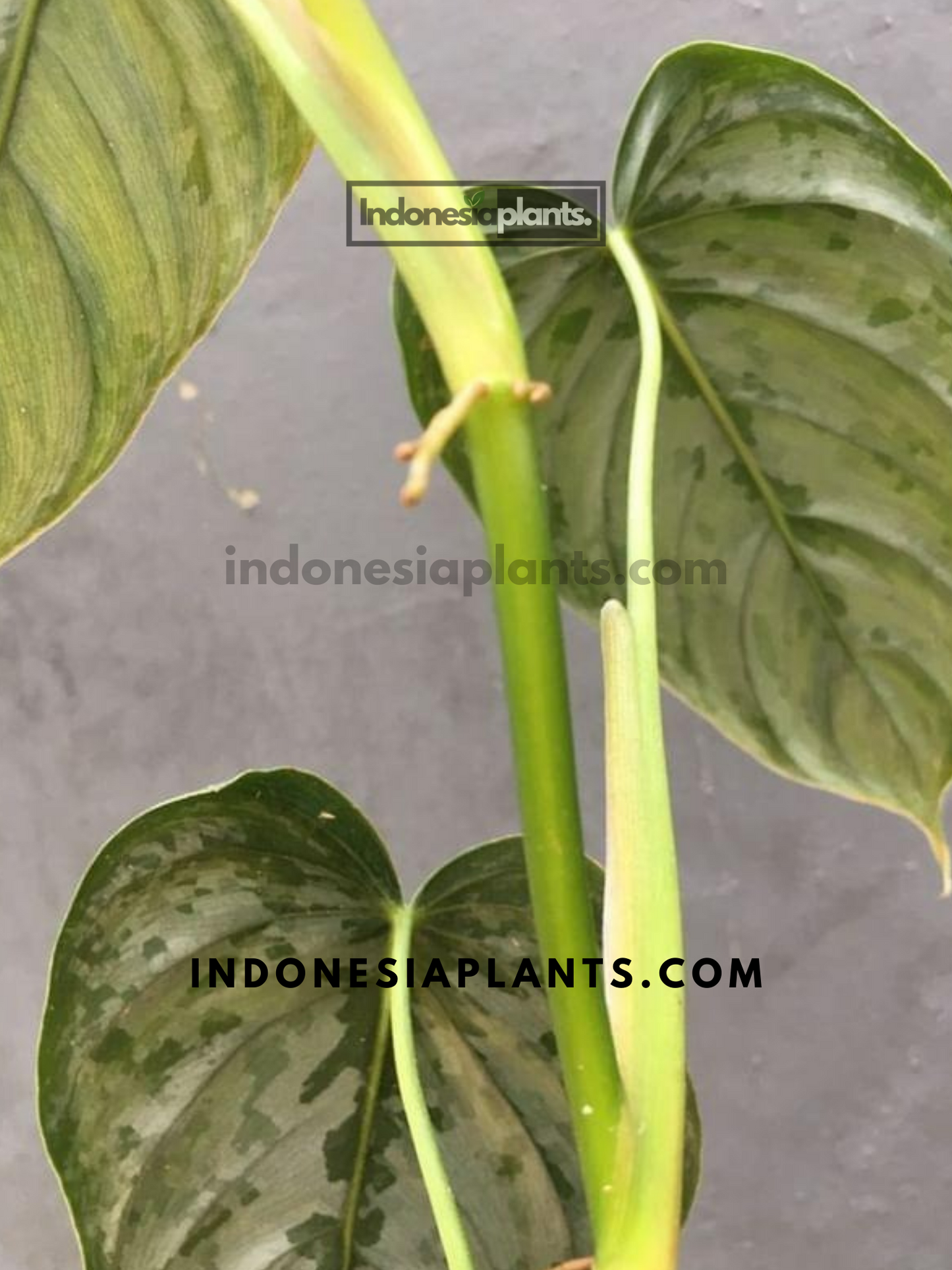 Philodendron Brandtianum large