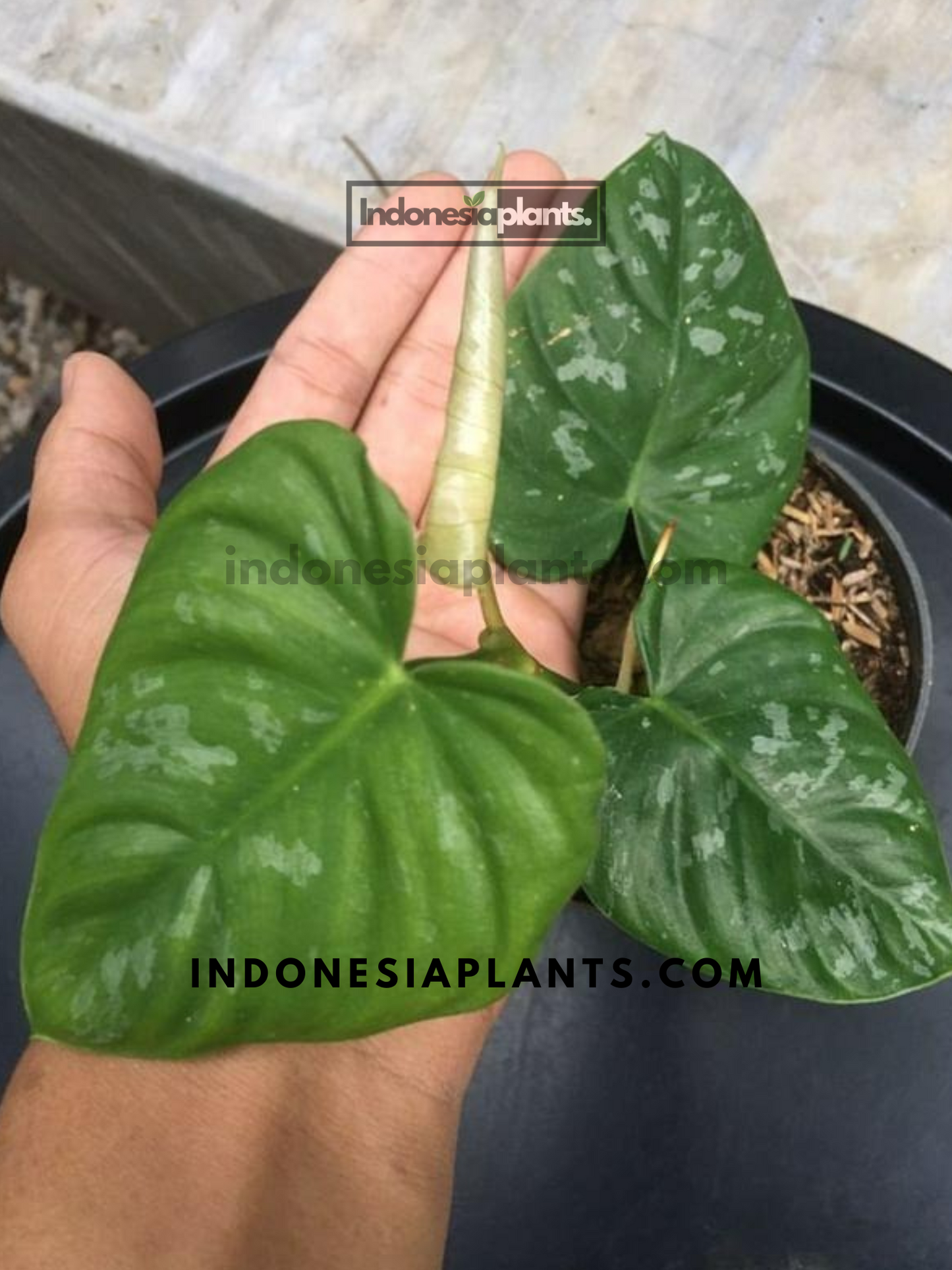 Philodendron Brandtianum Wild Form Equador