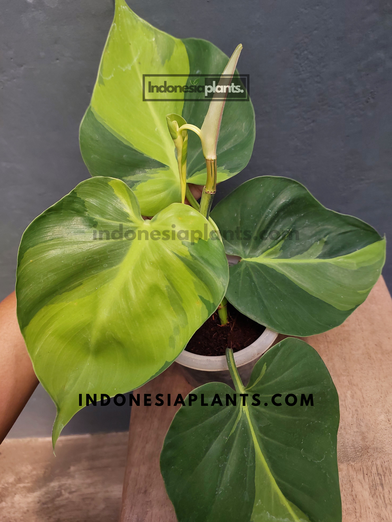philodendron brasil large Philodendron Brasil Large Form