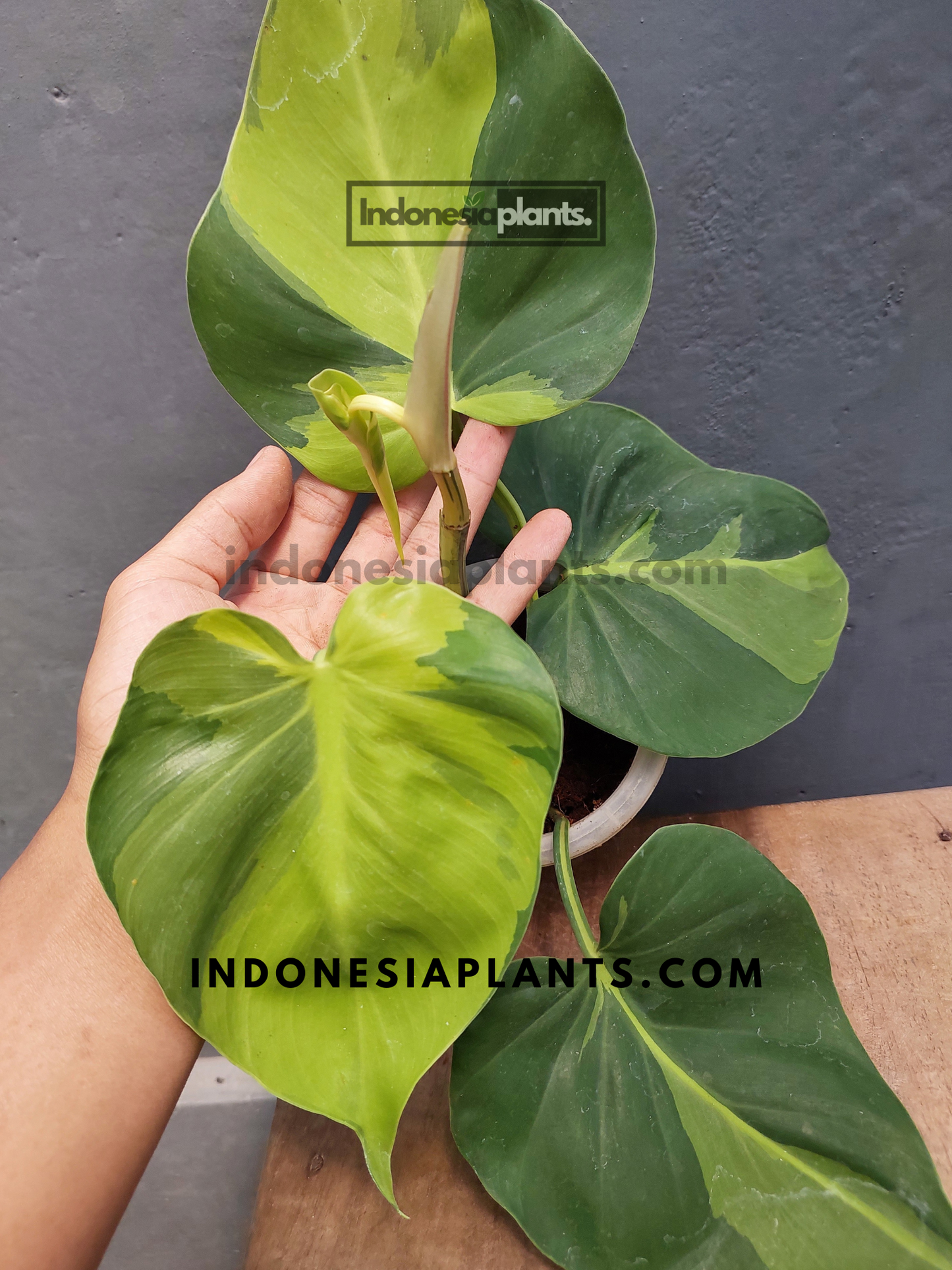 Philodendron Brasil Large Form