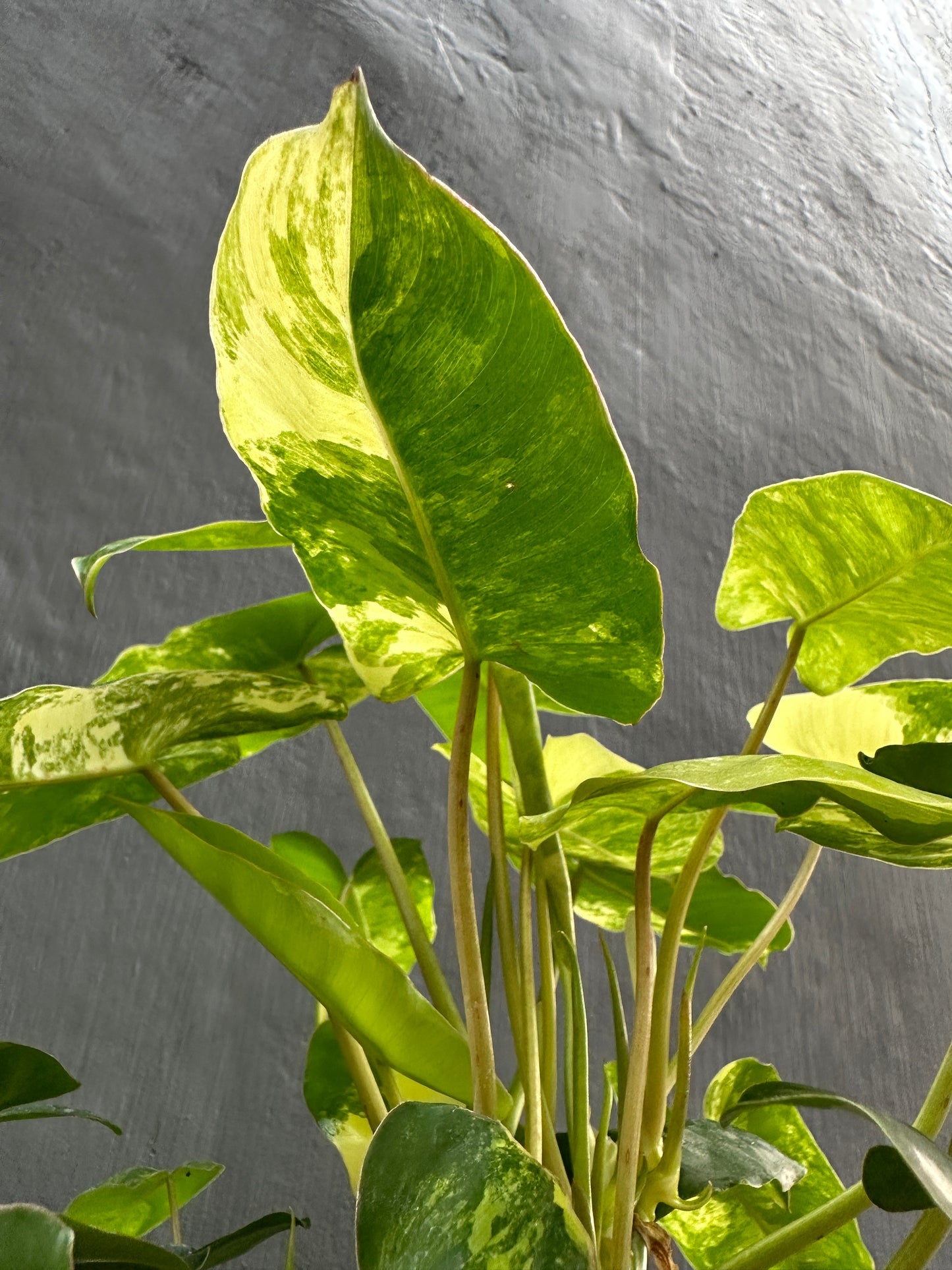 Philodendron Burle Marx Variegated