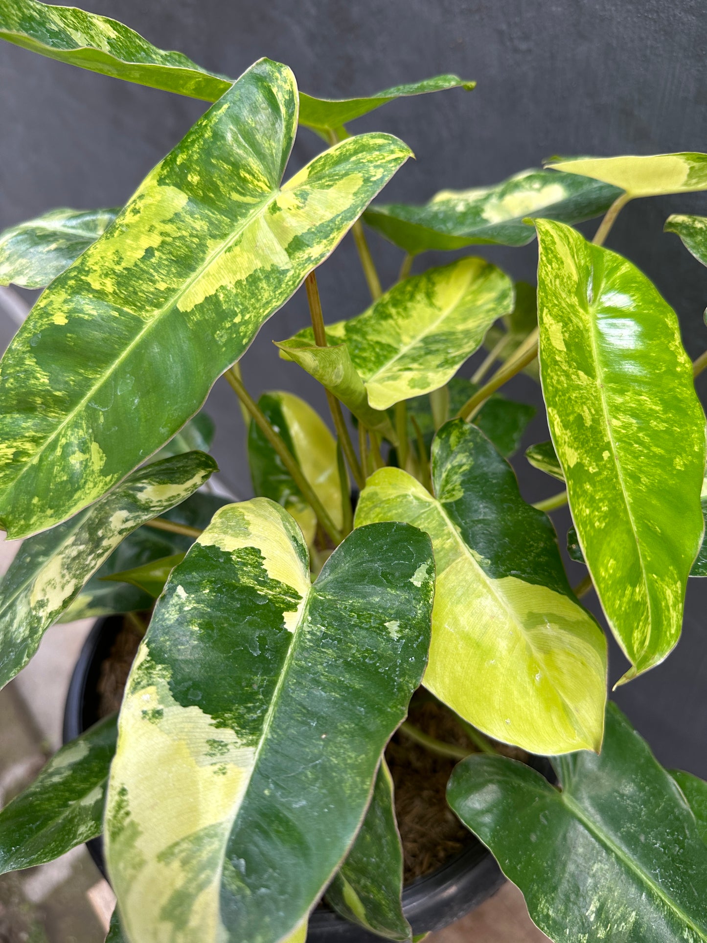 Philodendron Burle Marx Variegated