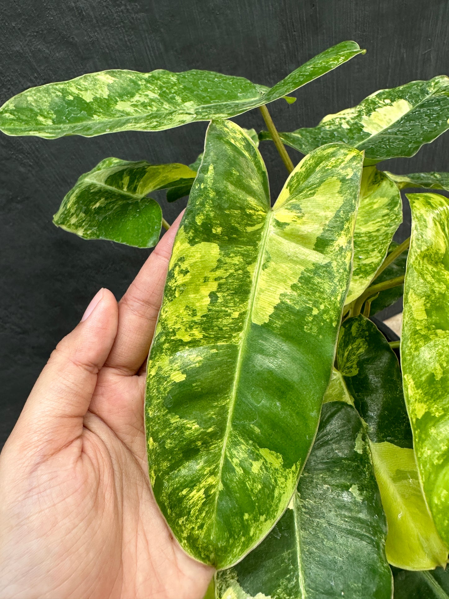 Philodendron Burle Marx Variegated