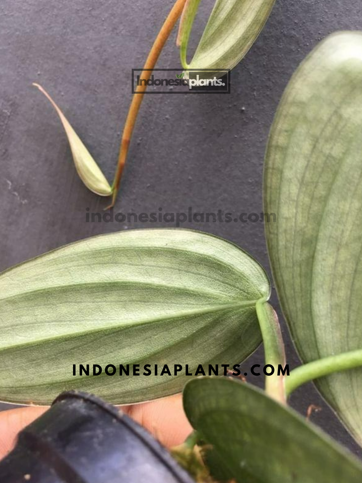 Philodendron Burle Marx Fantasy