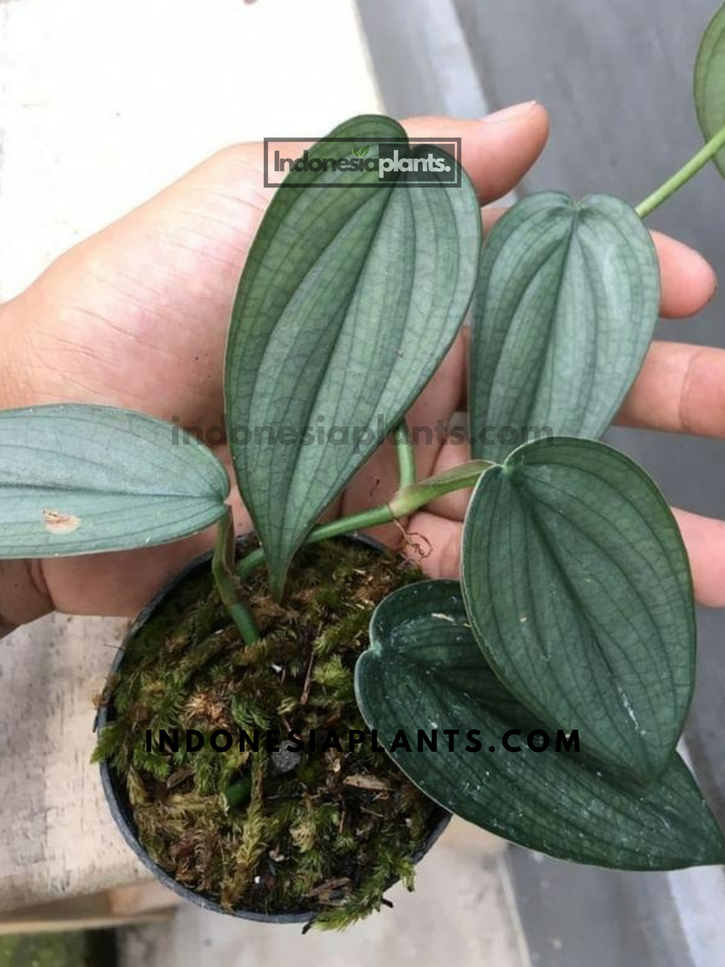 Philodendron Burle Marx Fantasy