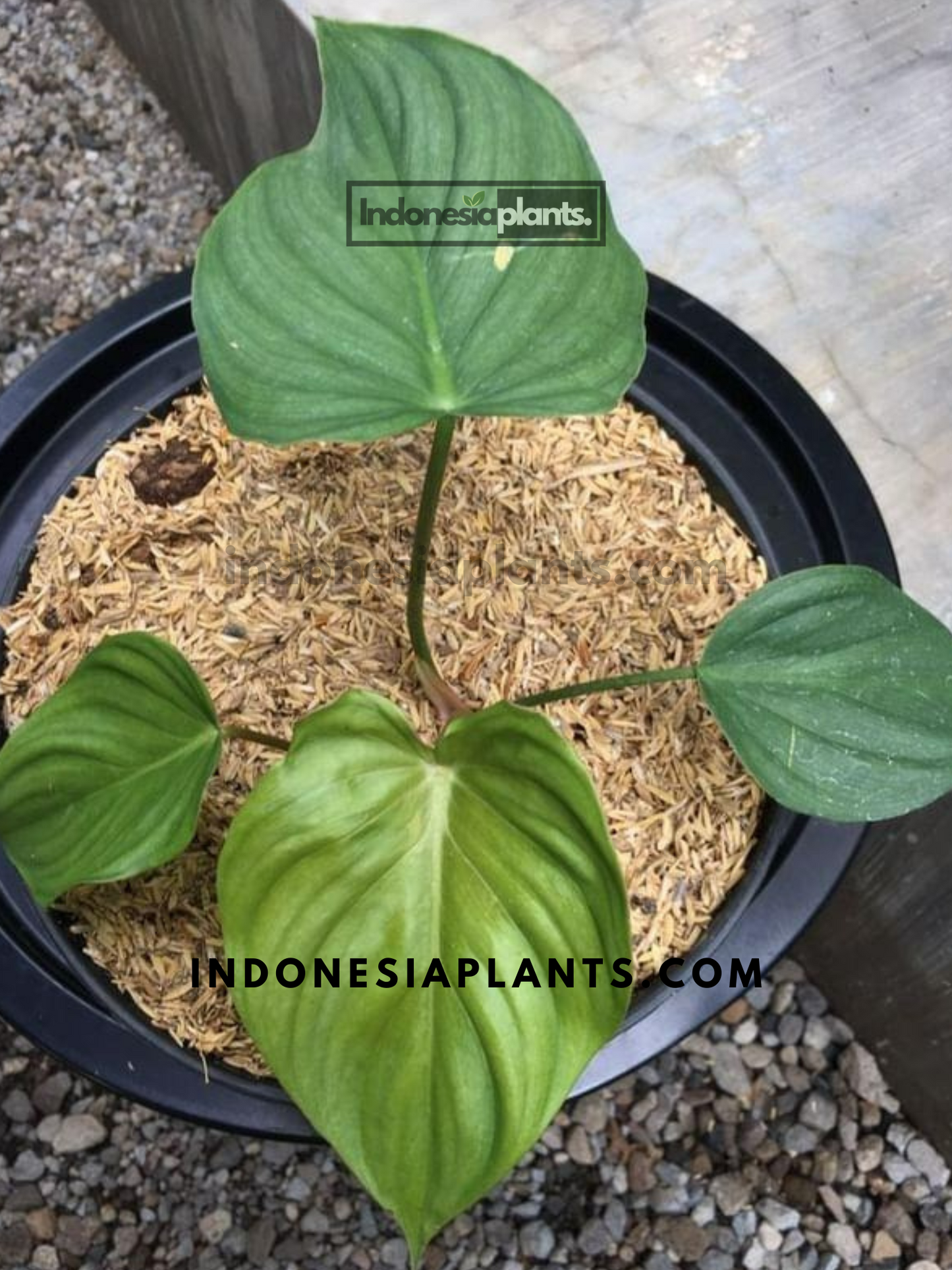Philodendron Confident